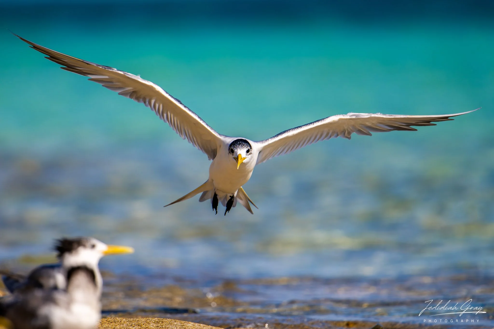 Great-crested Tern, Queensland, Australia