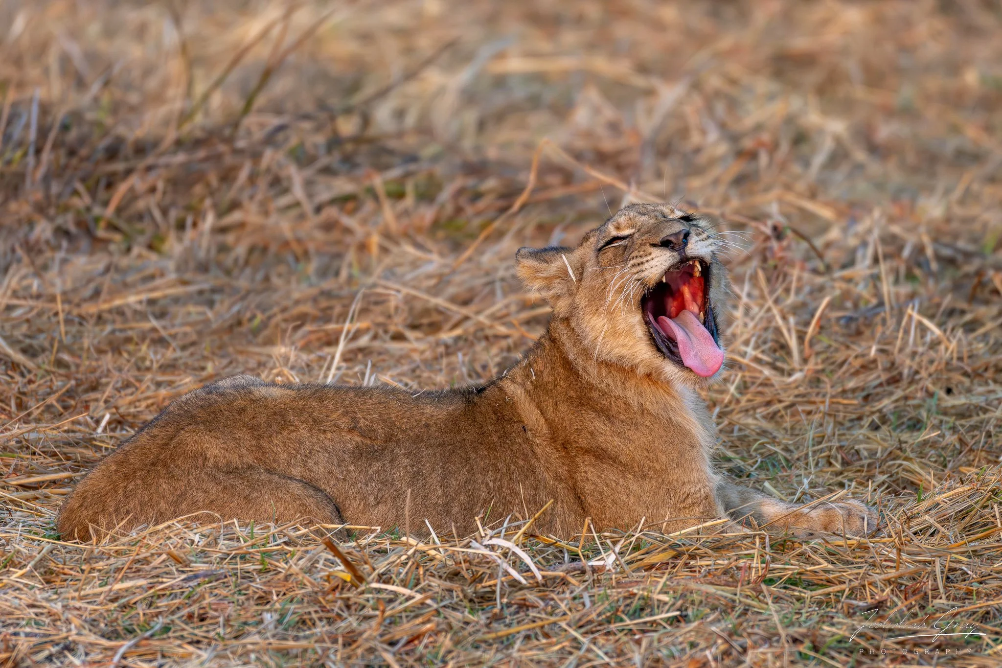 jedidiah-gray_zambia-lion-cub-yawn_01.jpg