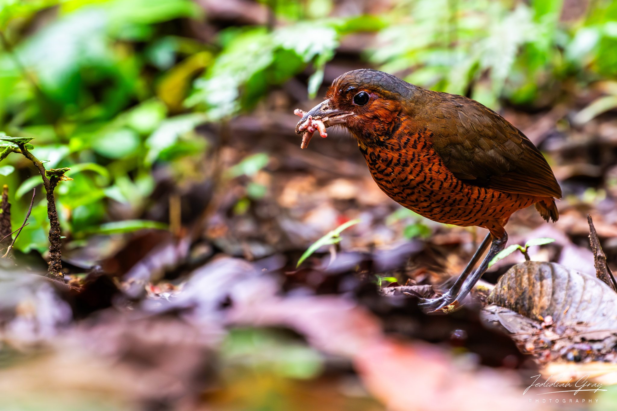Giant Antpitta, Ecuador