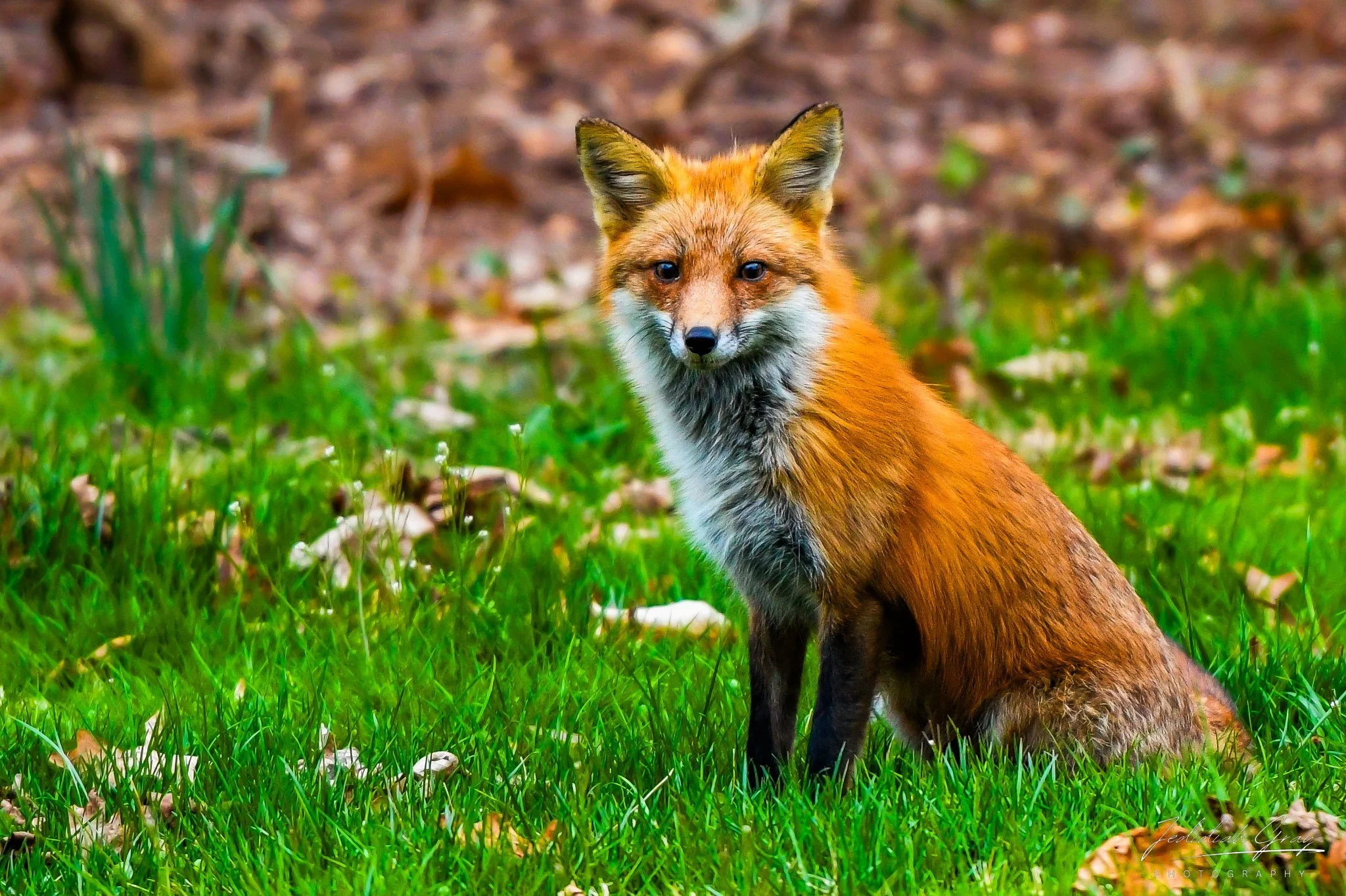 jedidiah-gray_maryland-red-fox_01.jpg