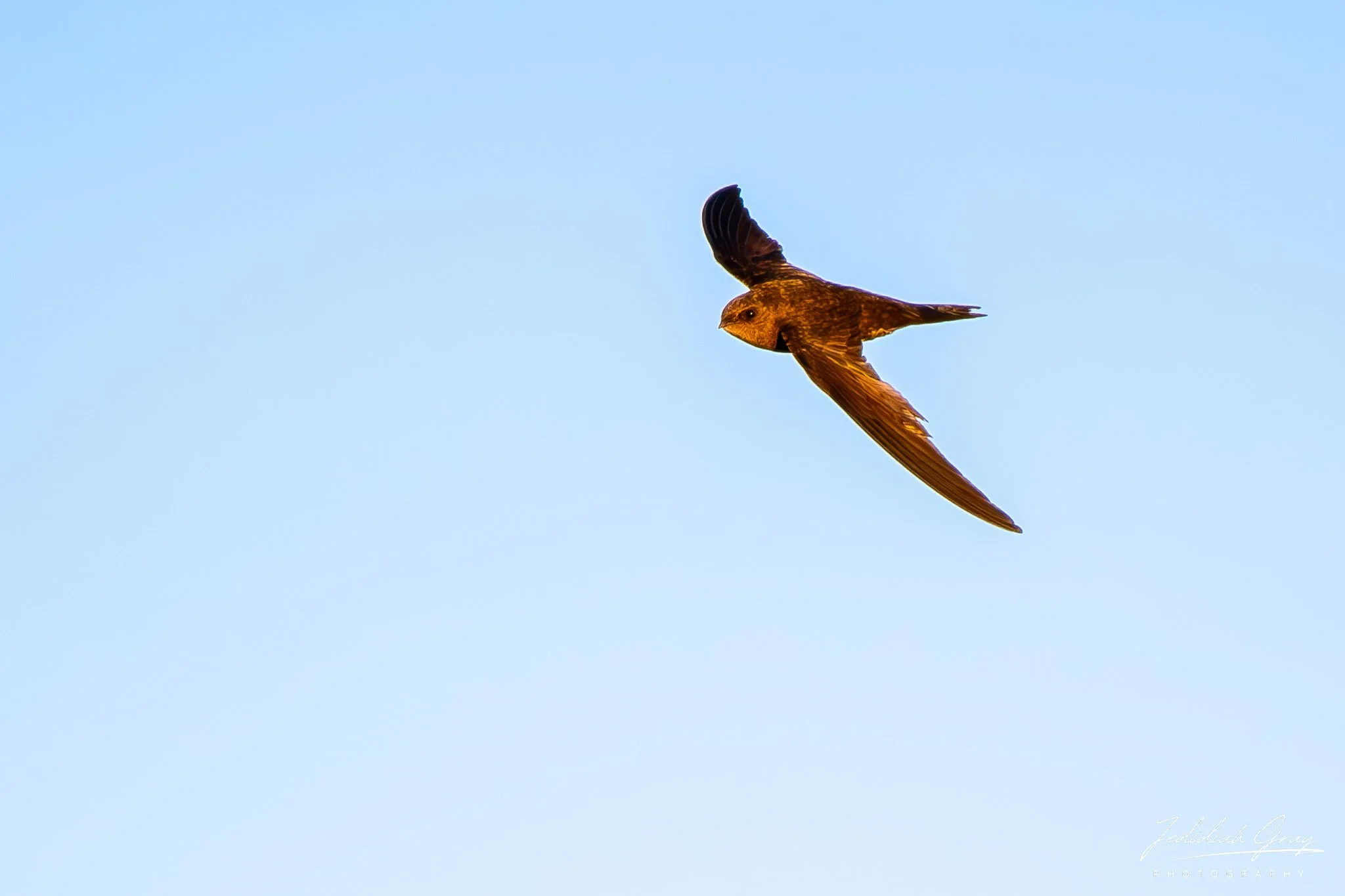 Plain Swift, Madeira, Portugal