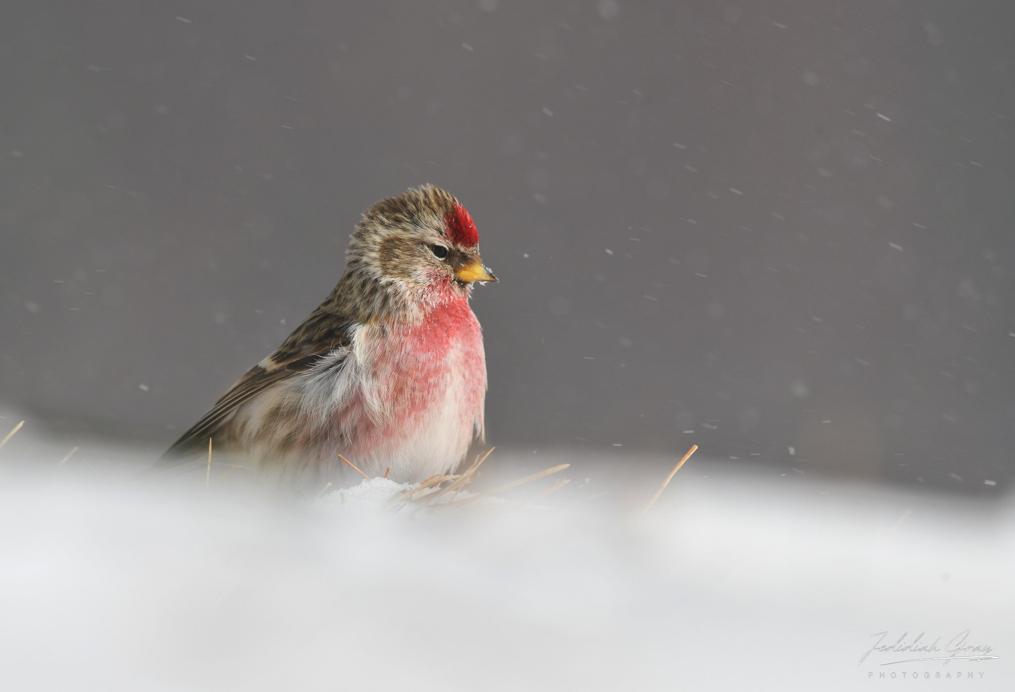 jedidiah-gray_vermont-common-redpoll_02.jpg
