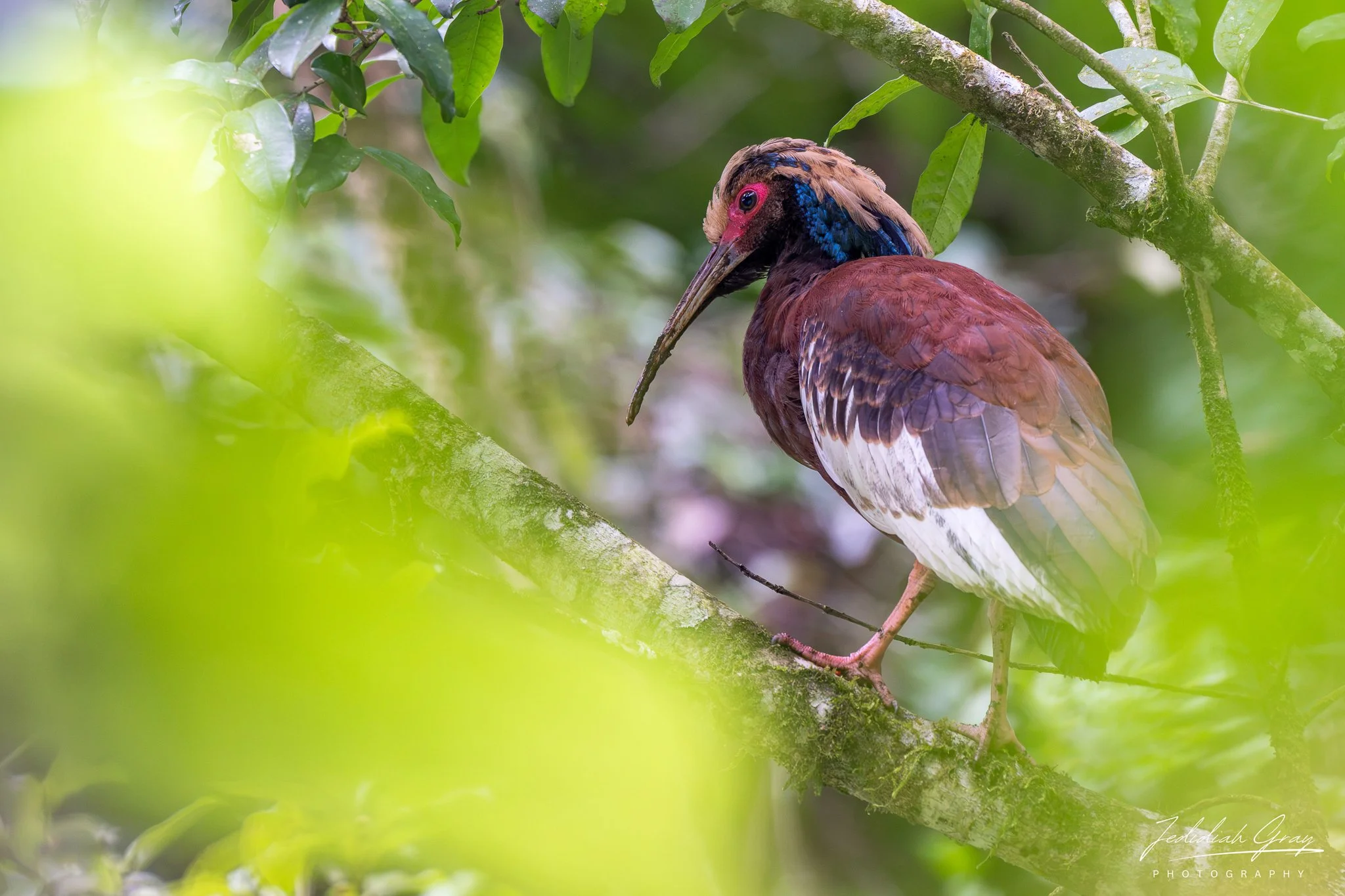 Madagascar Ibis