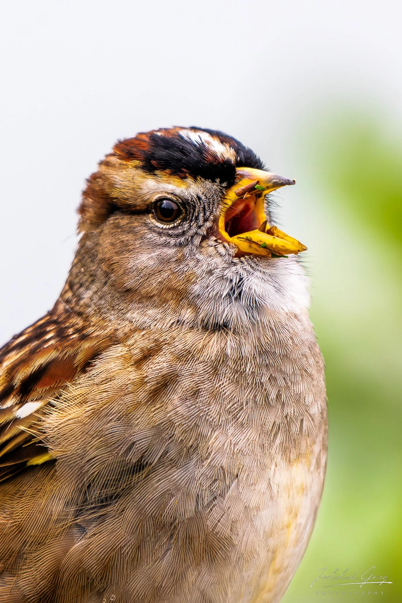 jedidiah-gray_california-white-crowned-sparrow_01.jpg