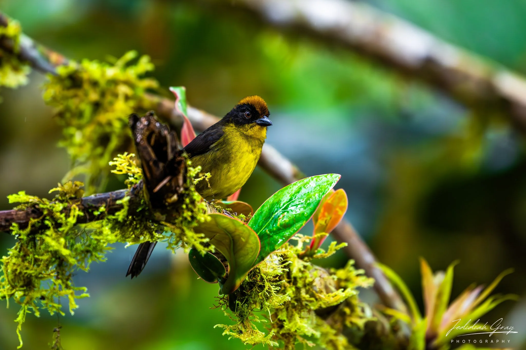 Choco Brushfinch, Ecuador