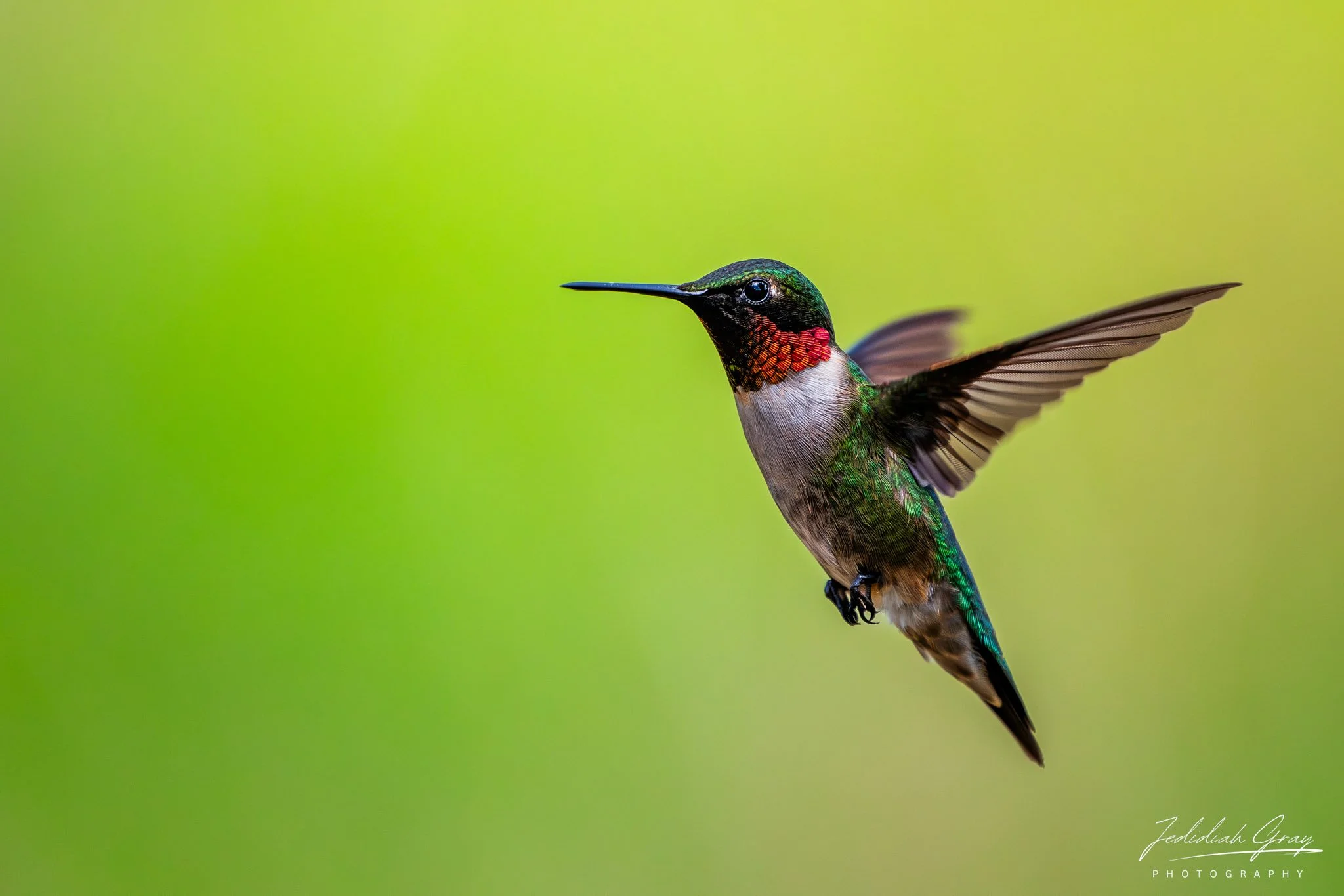 Humming Jewel of Gardens