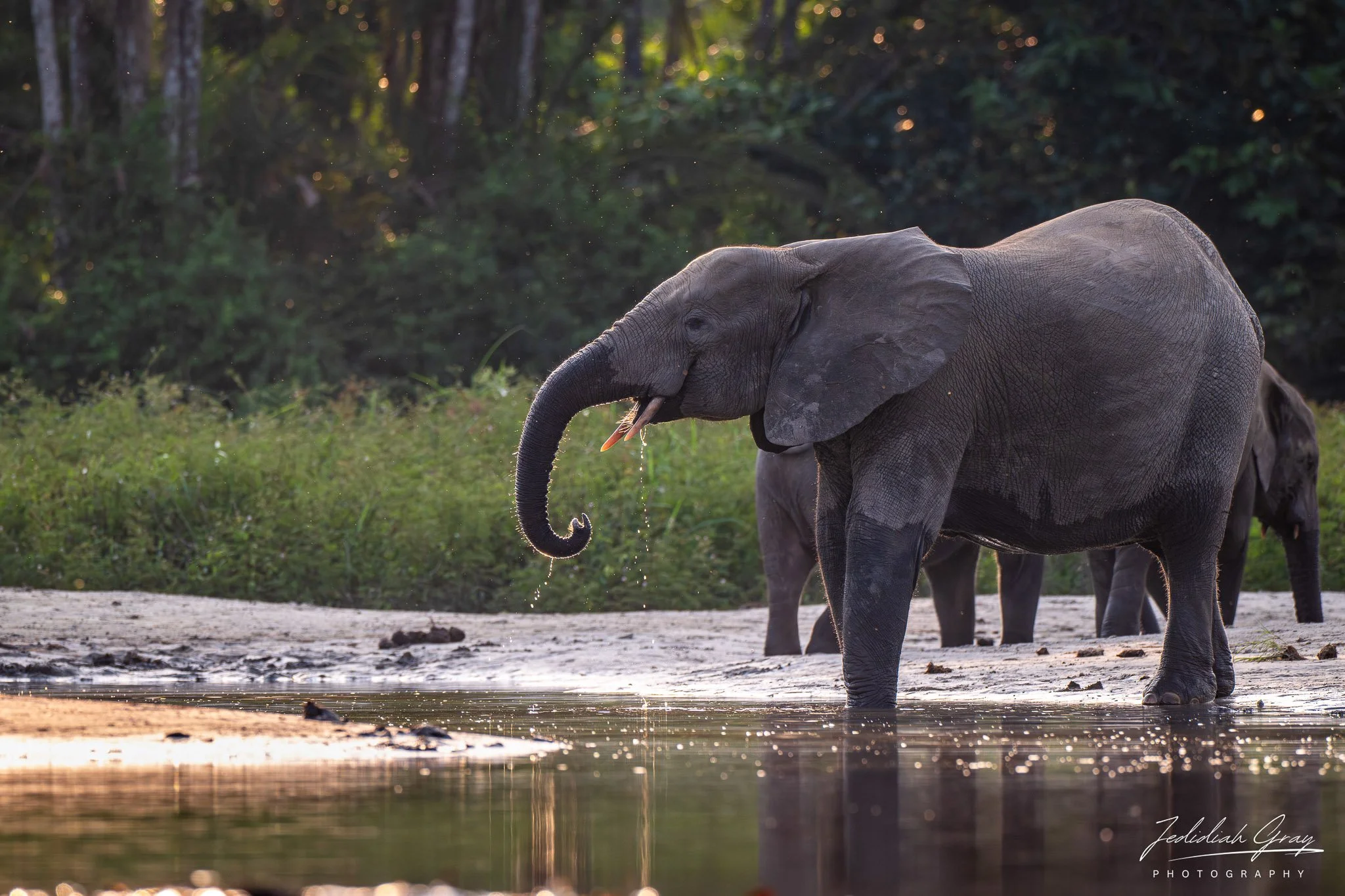 A forest elephant drinking water at a bai in  Odzala-Kokoua National Park