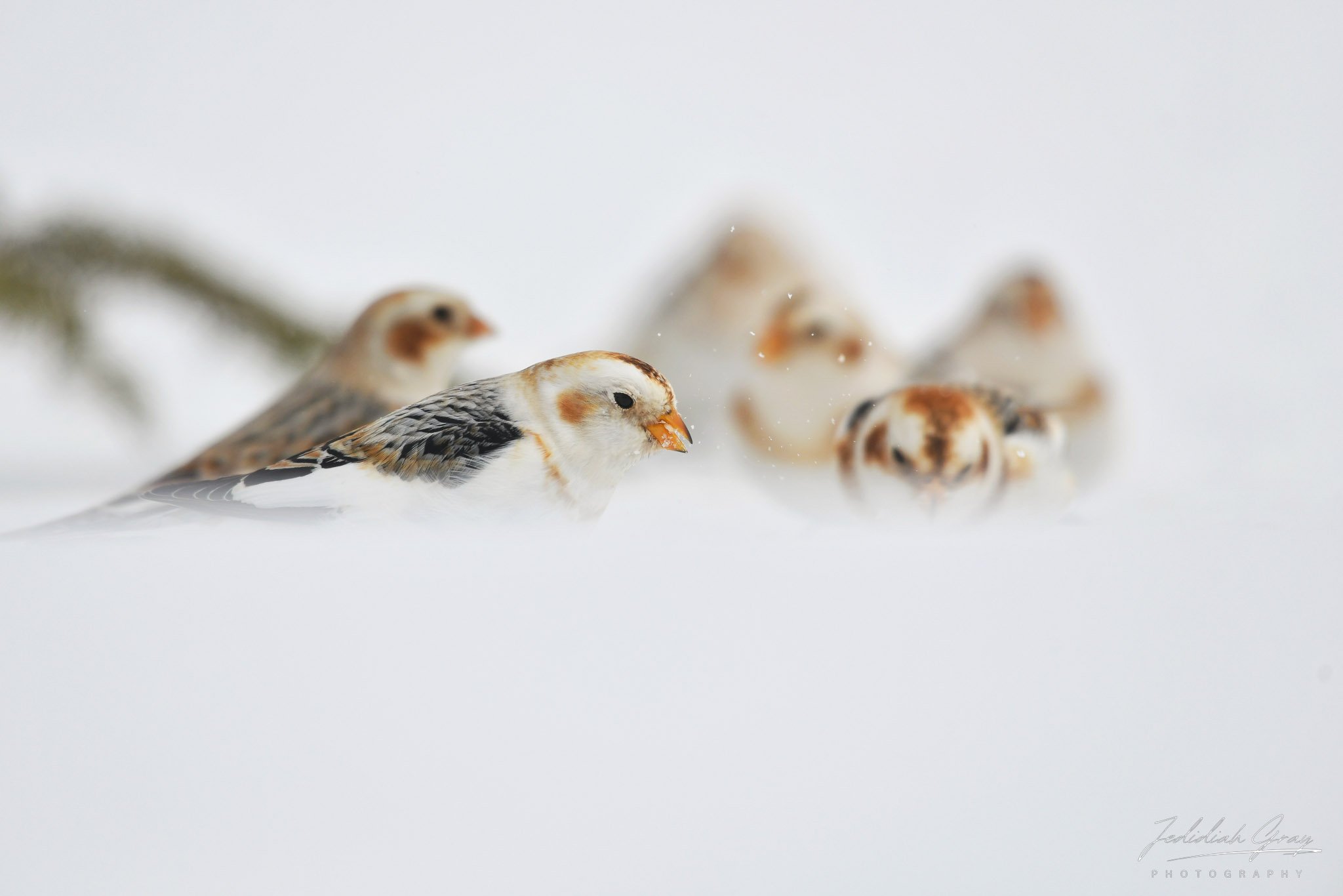 jedidiah-gray_vermont-snow-bunting_01.jpg