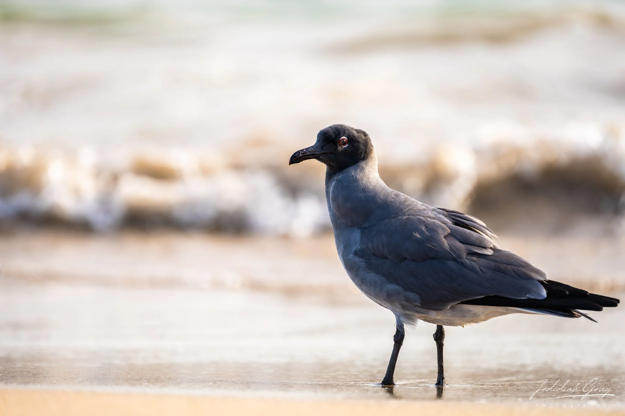 Lava Gull, Galapagos, Ecuador