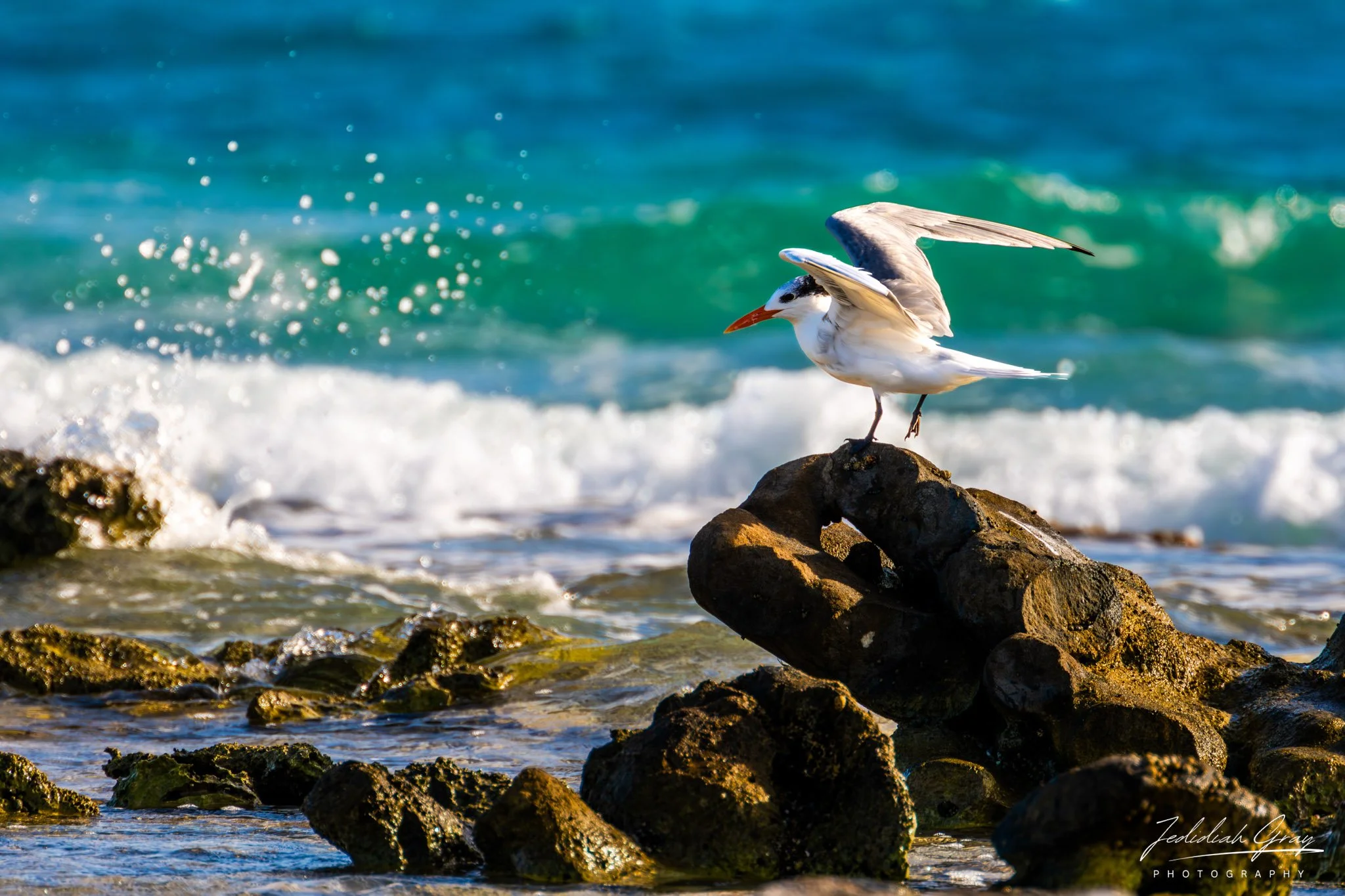 Royal Tern, Bonaire
