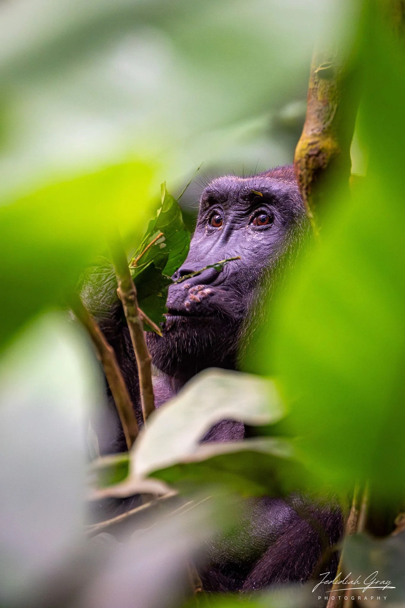 A western lowland gorilla framed in dense marantaceae leaves