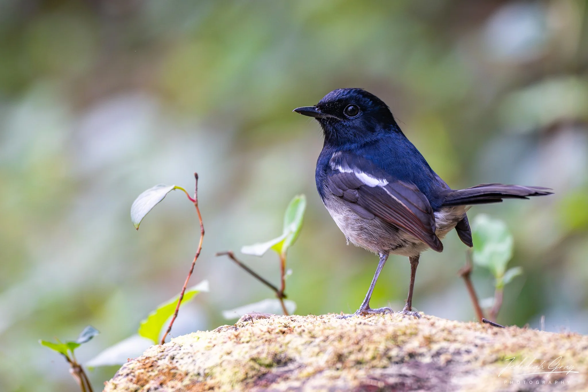 Madagascar Magpie-Robin