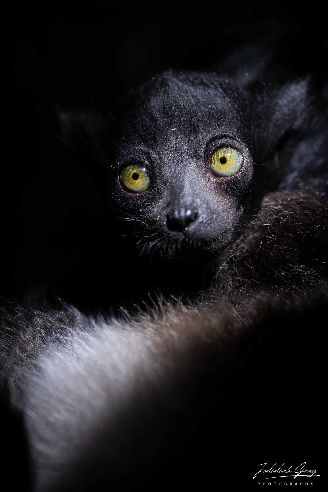 Baby Indri Lemur