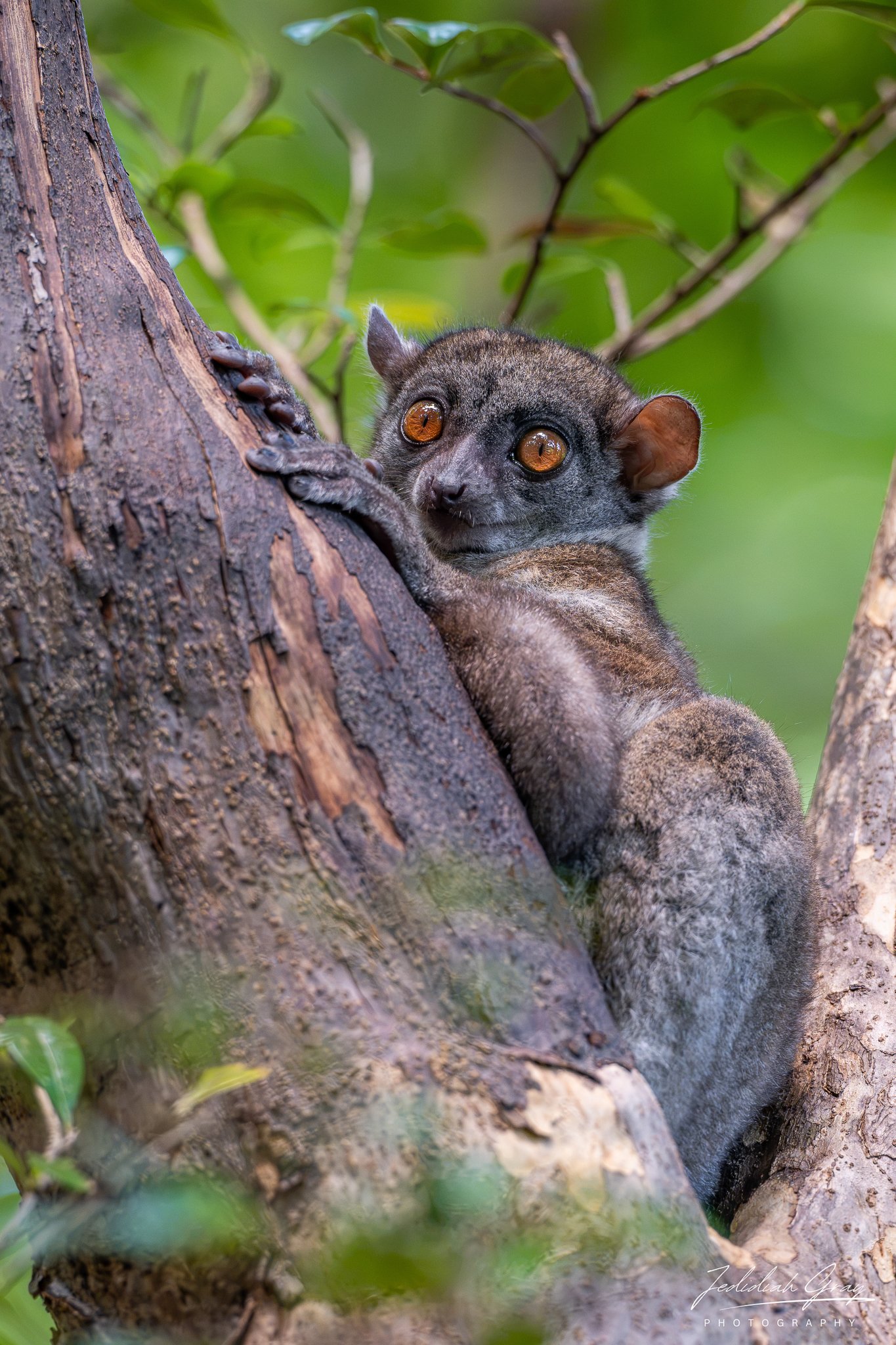 Ankarana Sportive Lemur