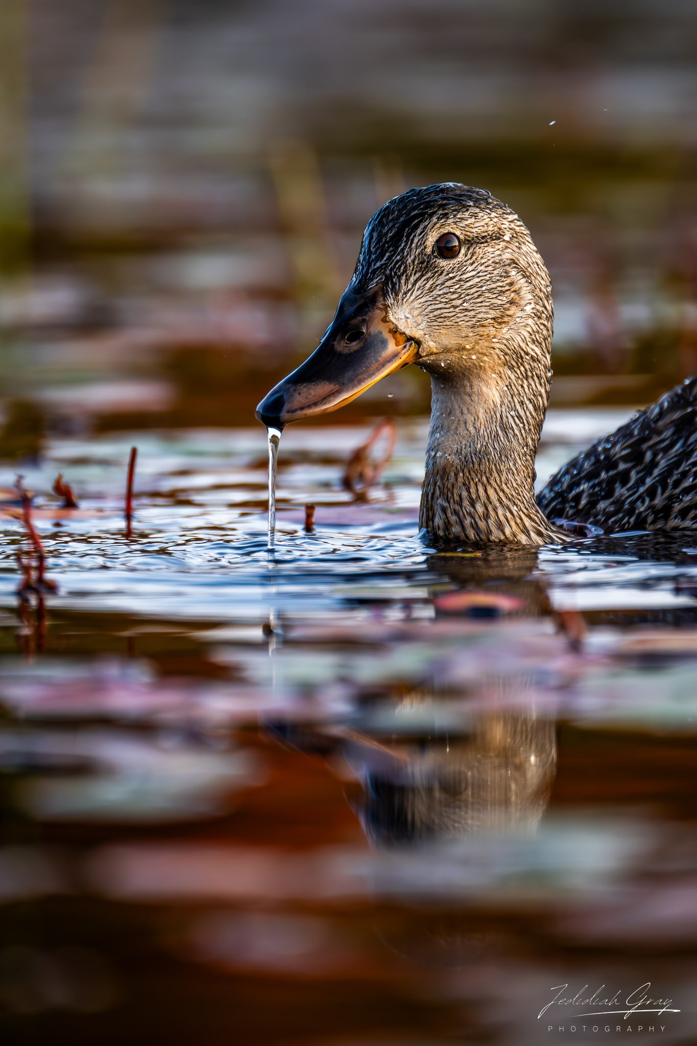 jedidiah-gray_vermont-mallard_02.jpg