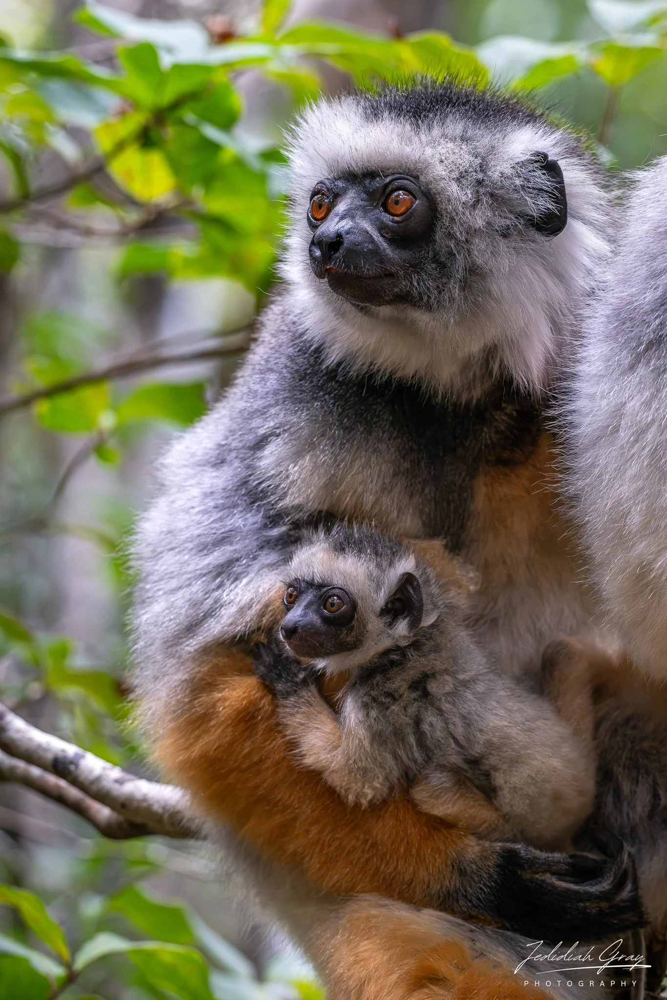 Sifaka lemur with baby