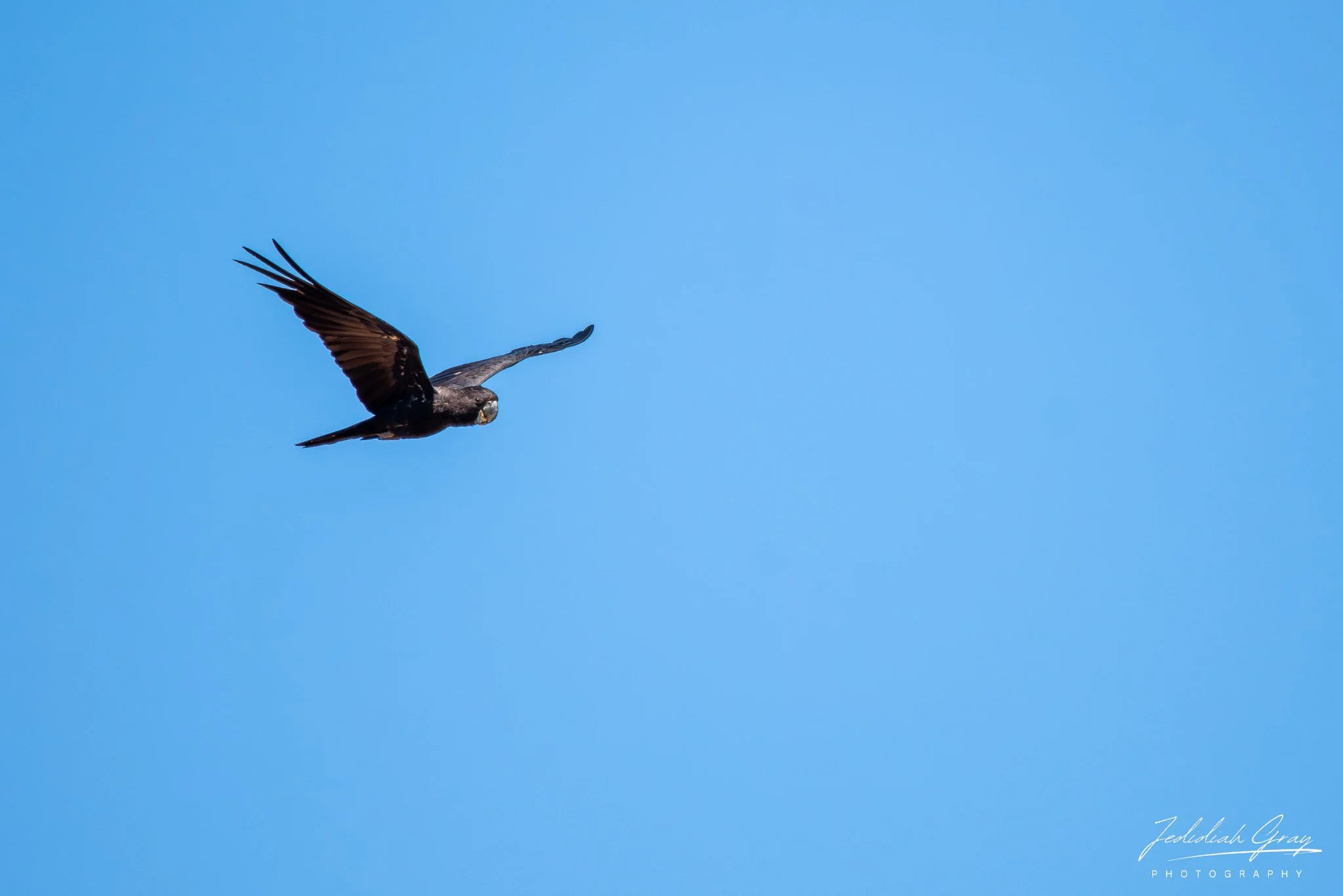 Red-tailed Black-Cockatoo, Northern Territory, Australia