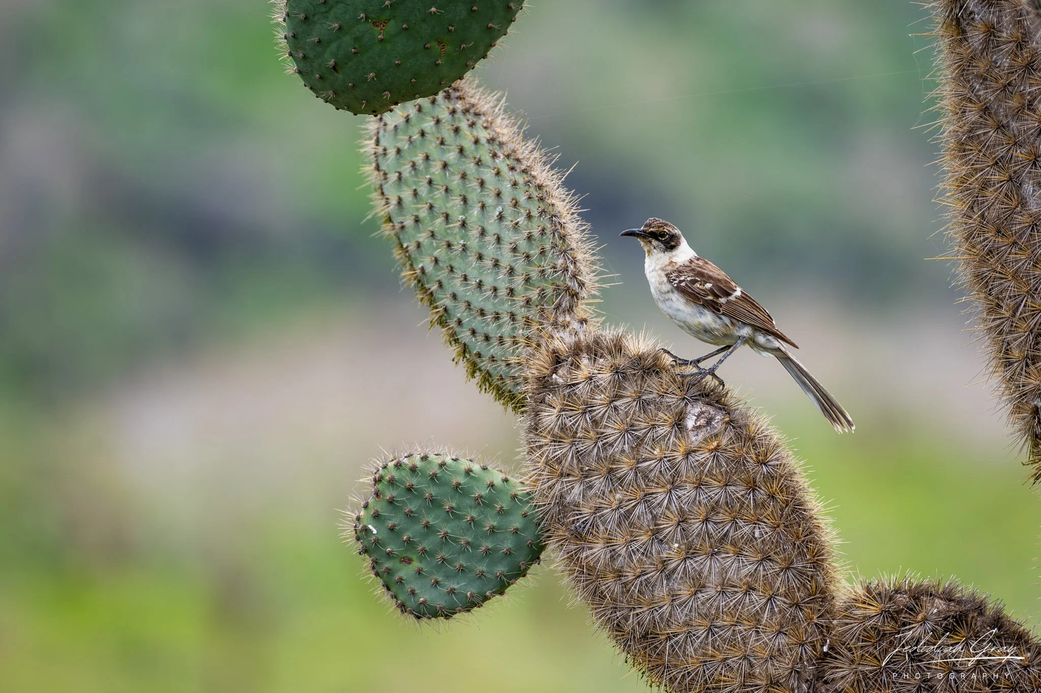 Galapagos Mockingbird, Galapagos, Ecuador