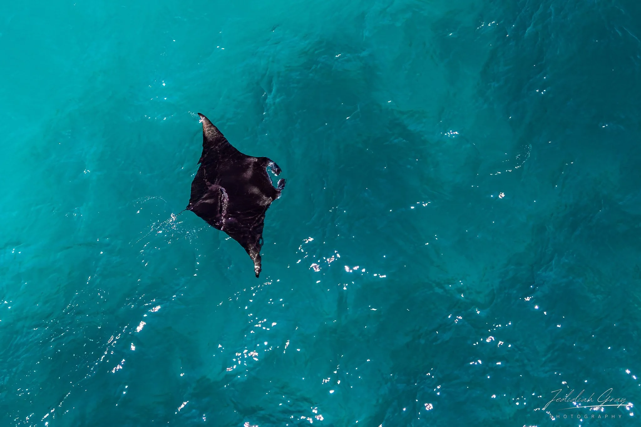jedidiah-gray_maldives-manta-drone_01.jpg