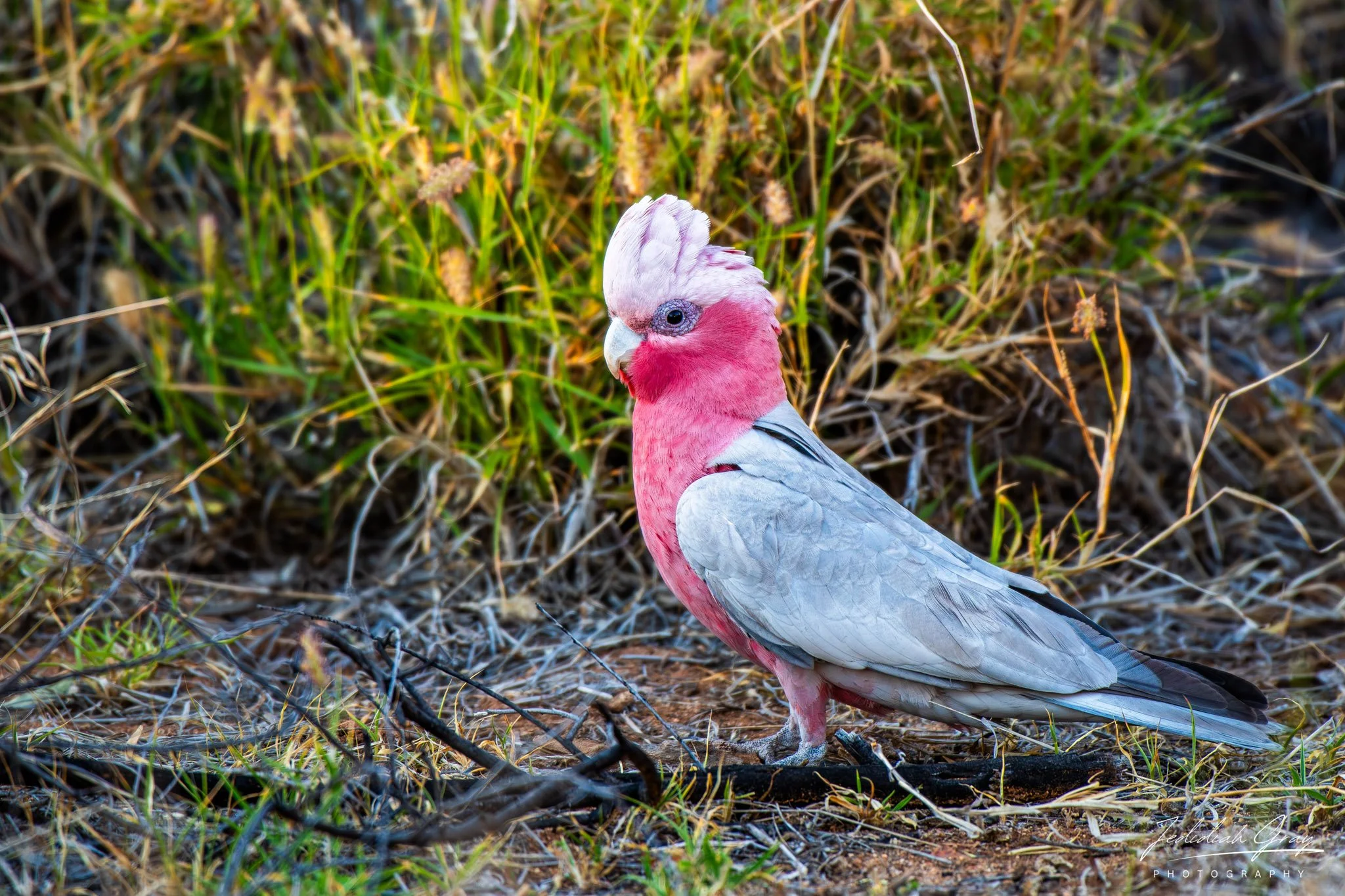Galah, Northern Territory, Australia