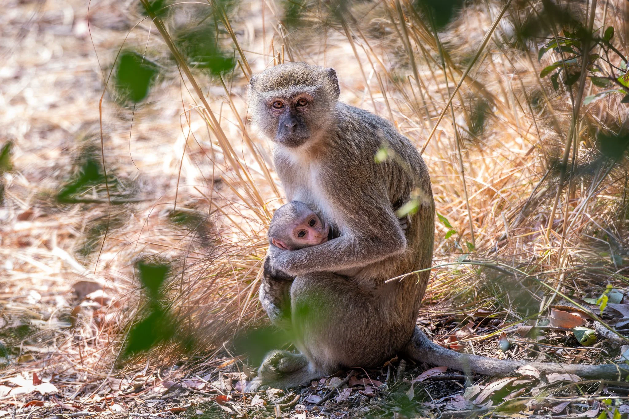 jedidiah-gray_zambia-monkey_01.jpg