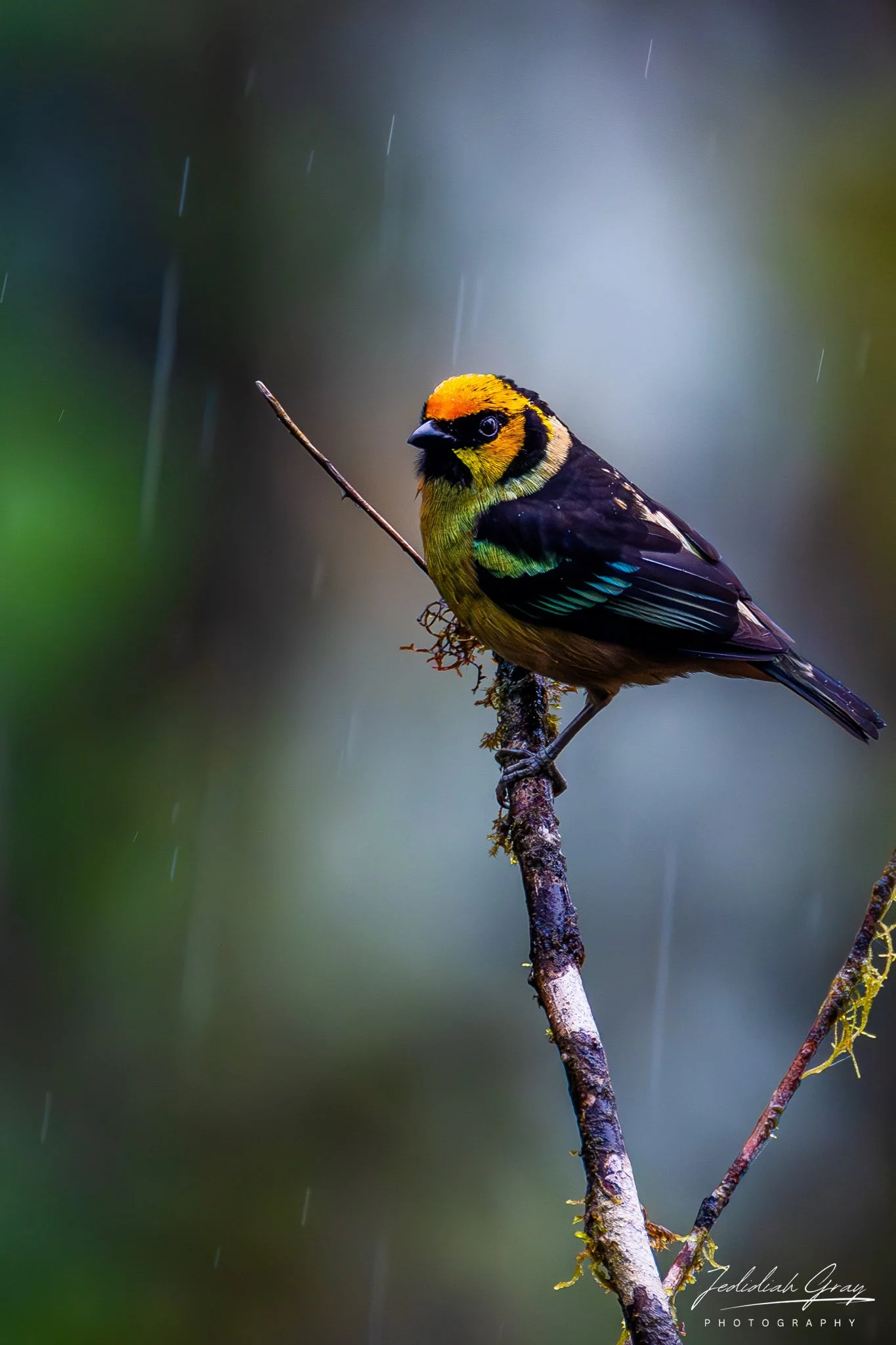 Flame-faced Tanager, Ecuador