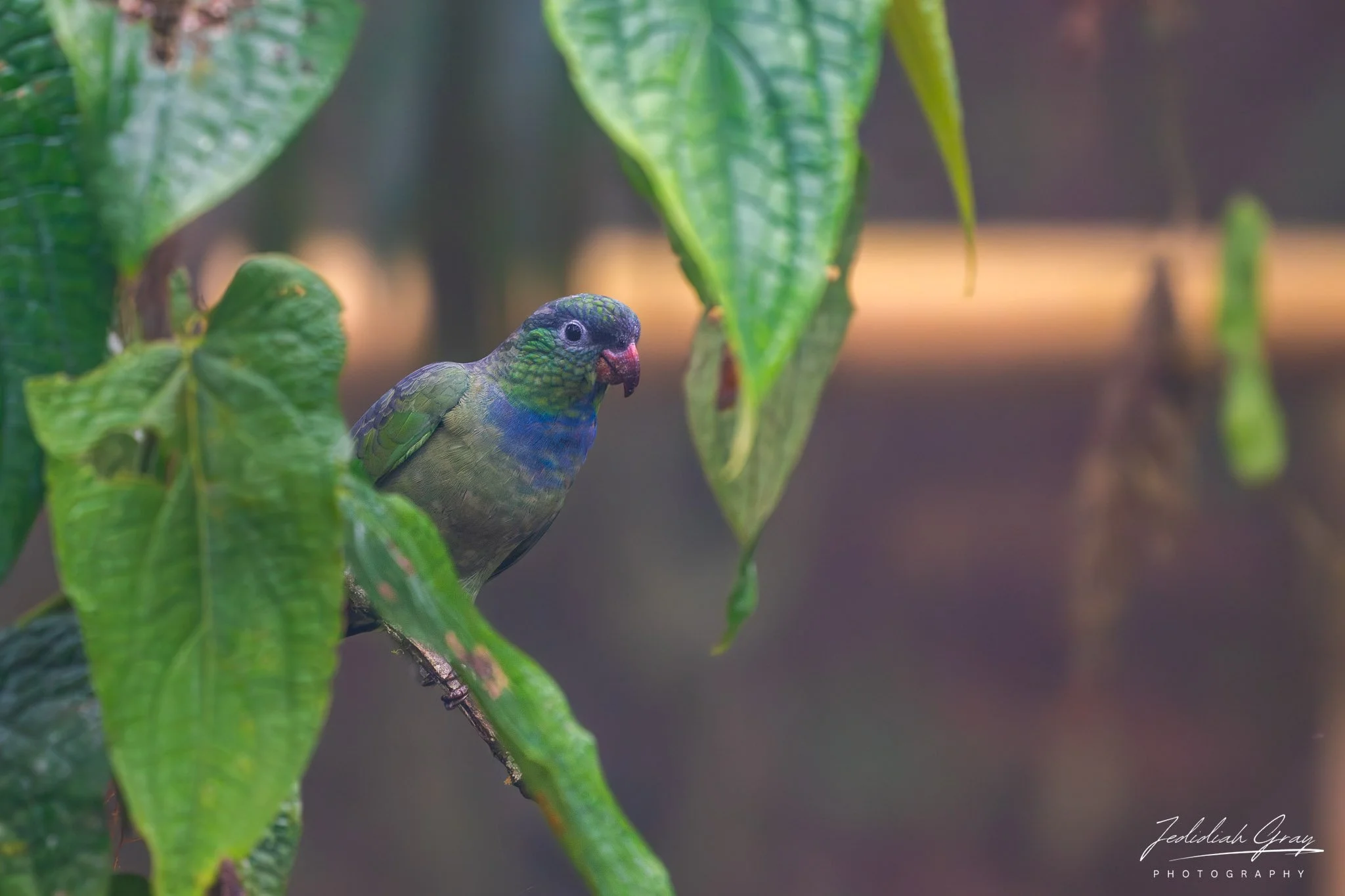 Red-billed Parrot, Ecuador