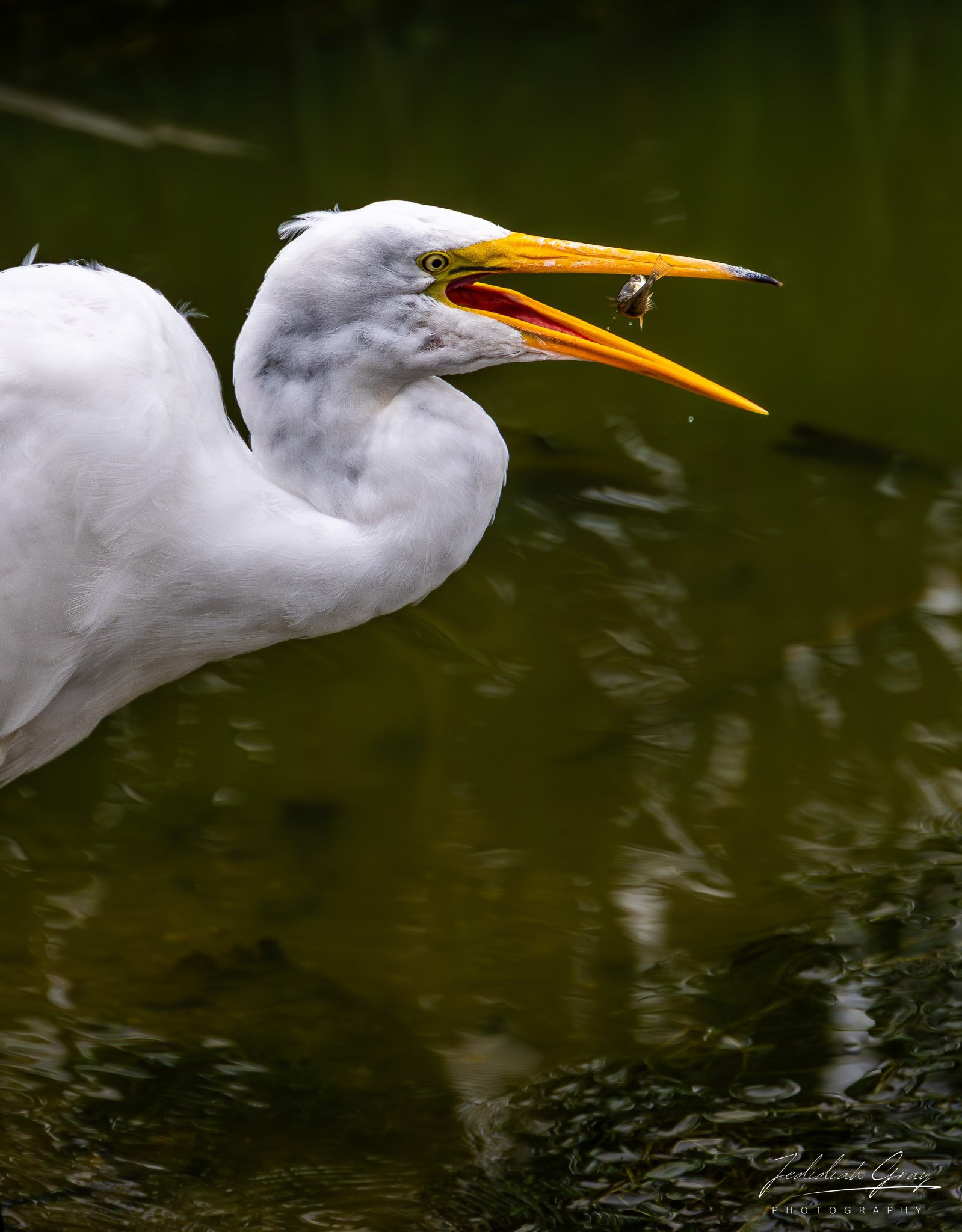 jedidiah-gray_california-great-egret_01.jpg