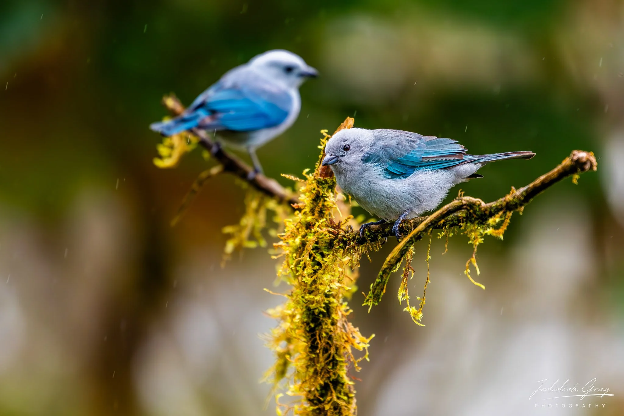 Blue-gray Tanager, Ecuador