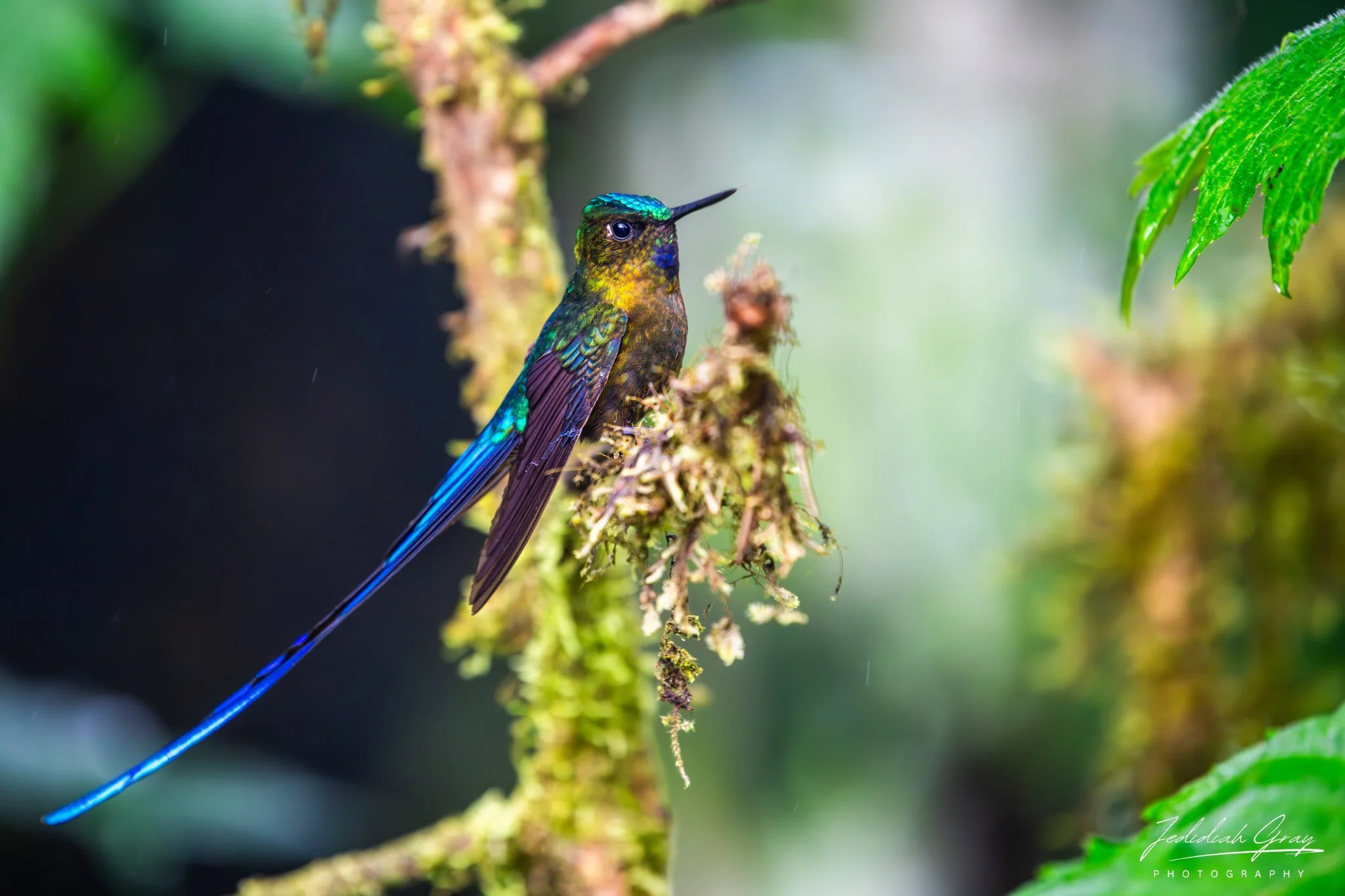 Violet-tailed Sylph, Ecuador