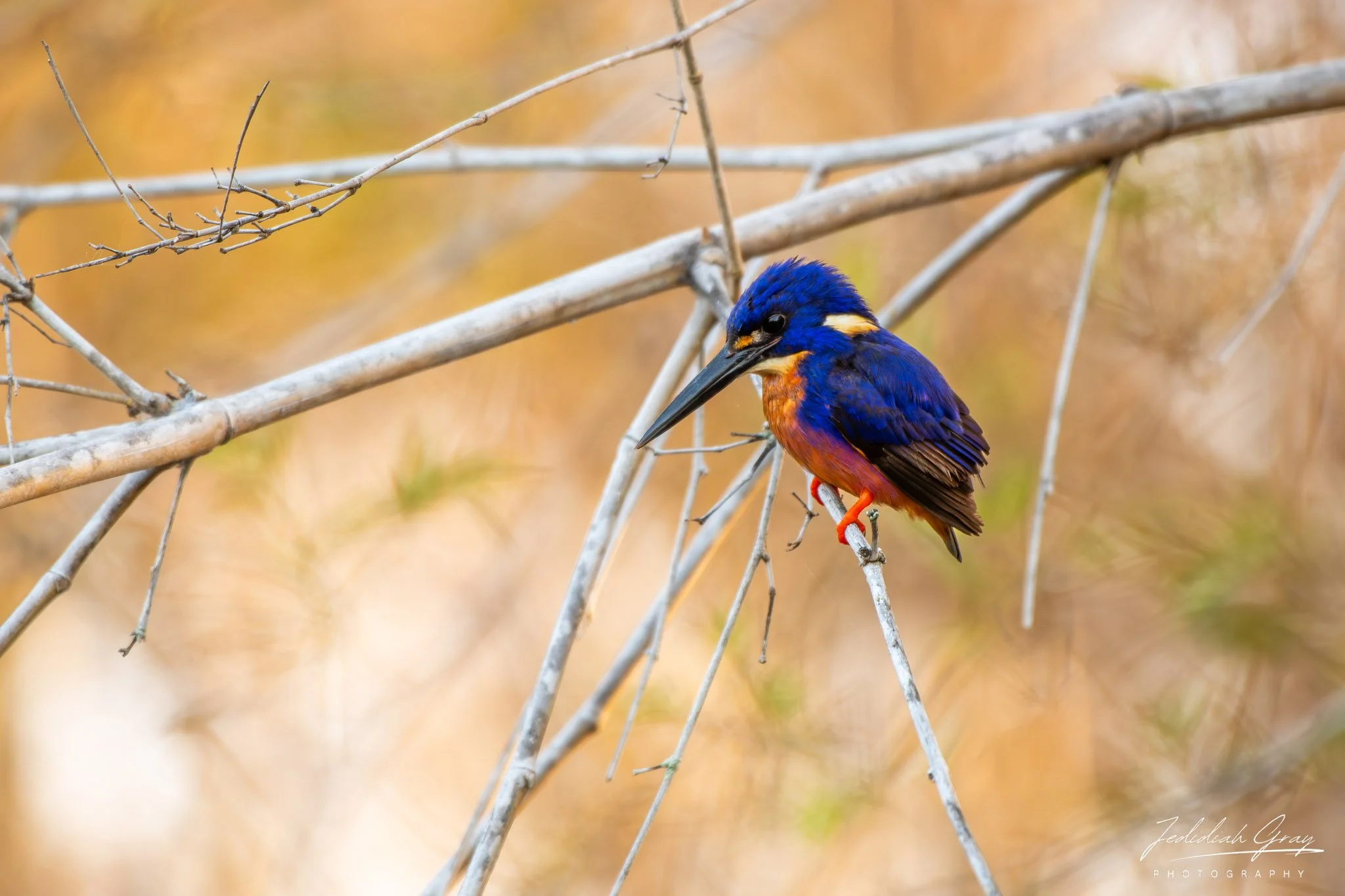 Azure Kingfisher, Northern Territory, Australia