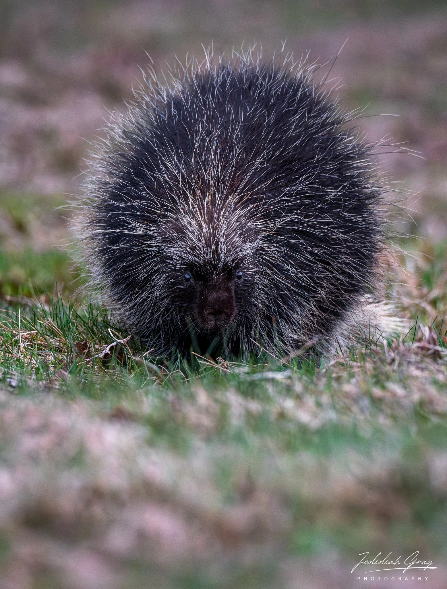 DSC_3644.jpg