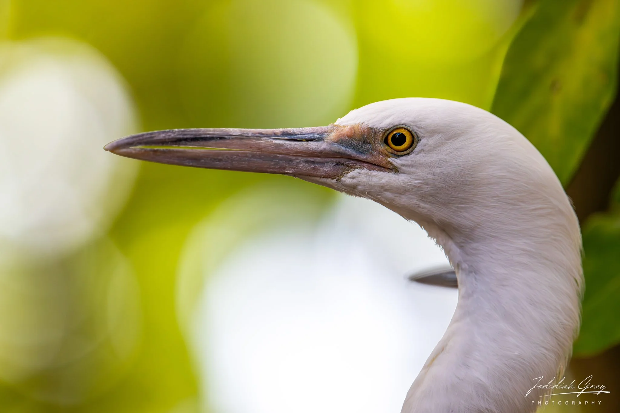 Pacific Reef-Heron, Queensland, Australia