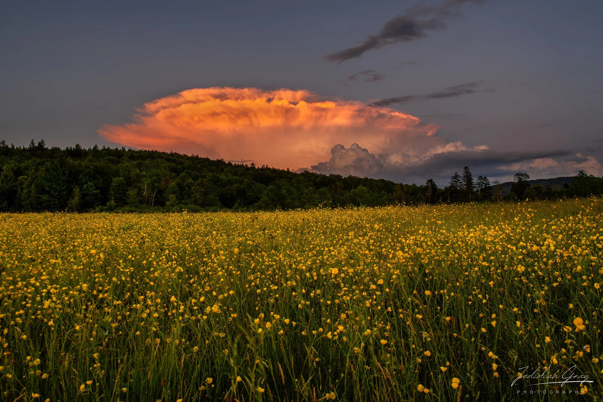 jedidiah-gray_vermont-thunderstorm-buttercup-field_01.jpg