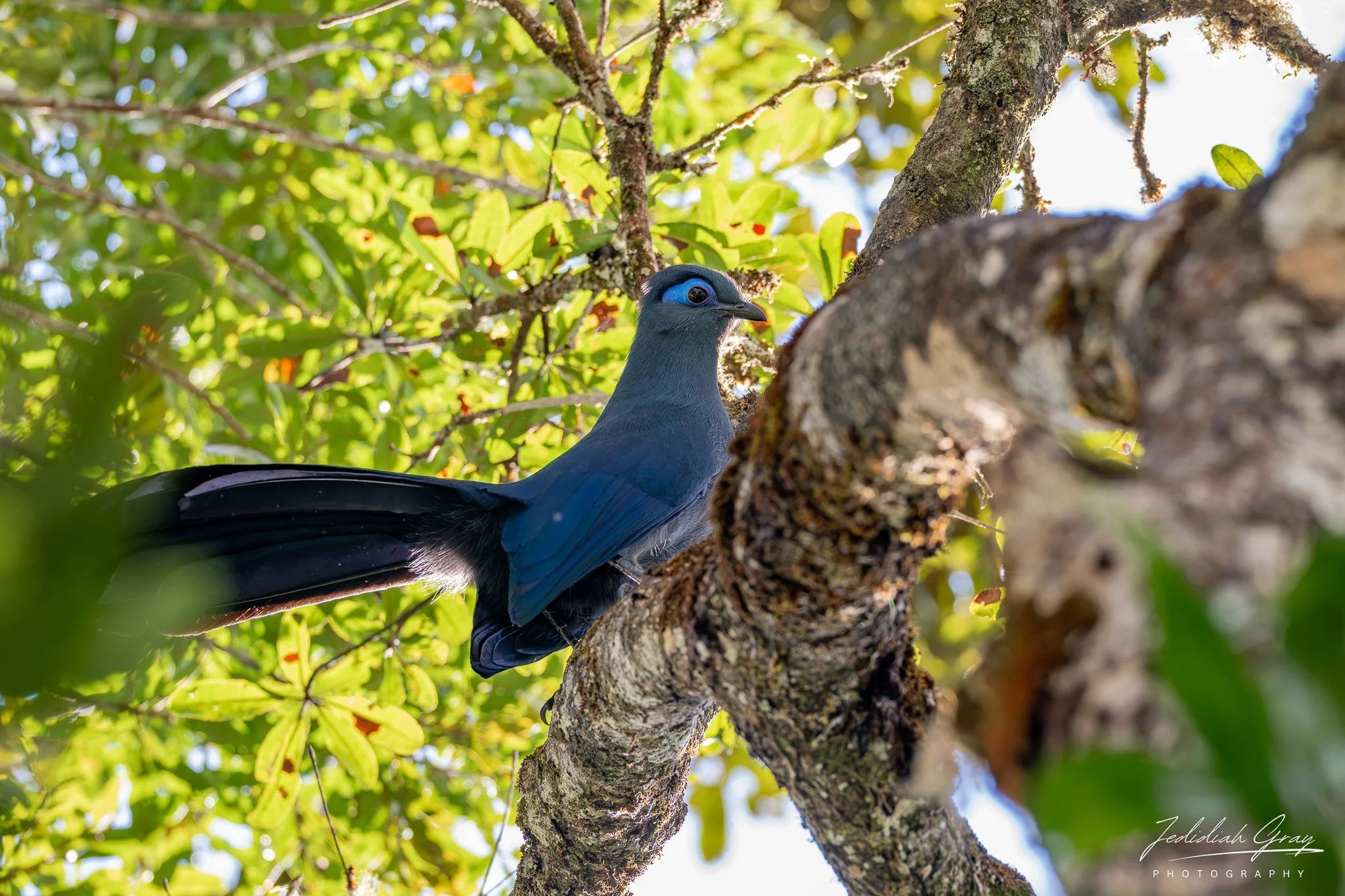 Blue Coua