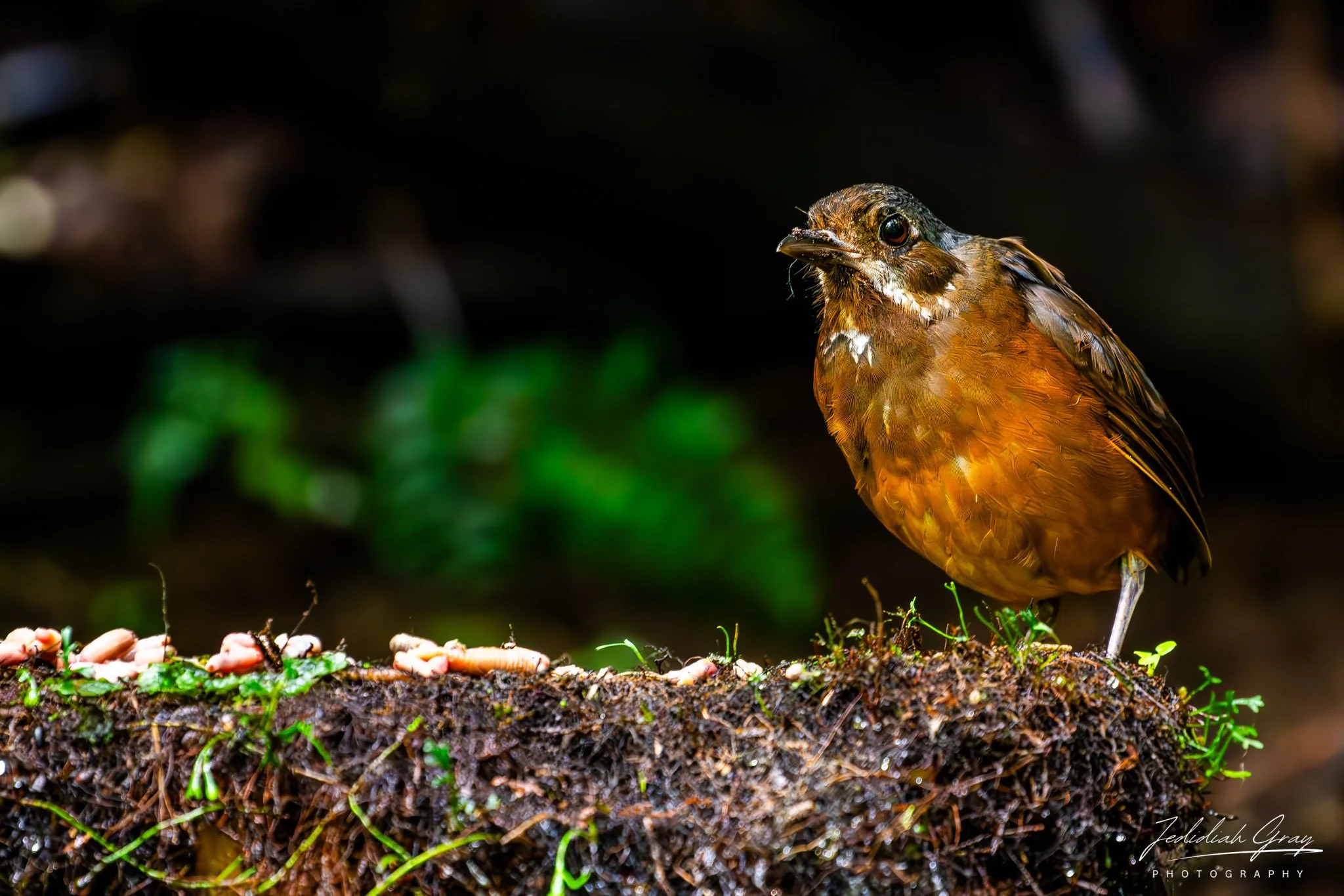 Moustached Antpitta, Ecuador