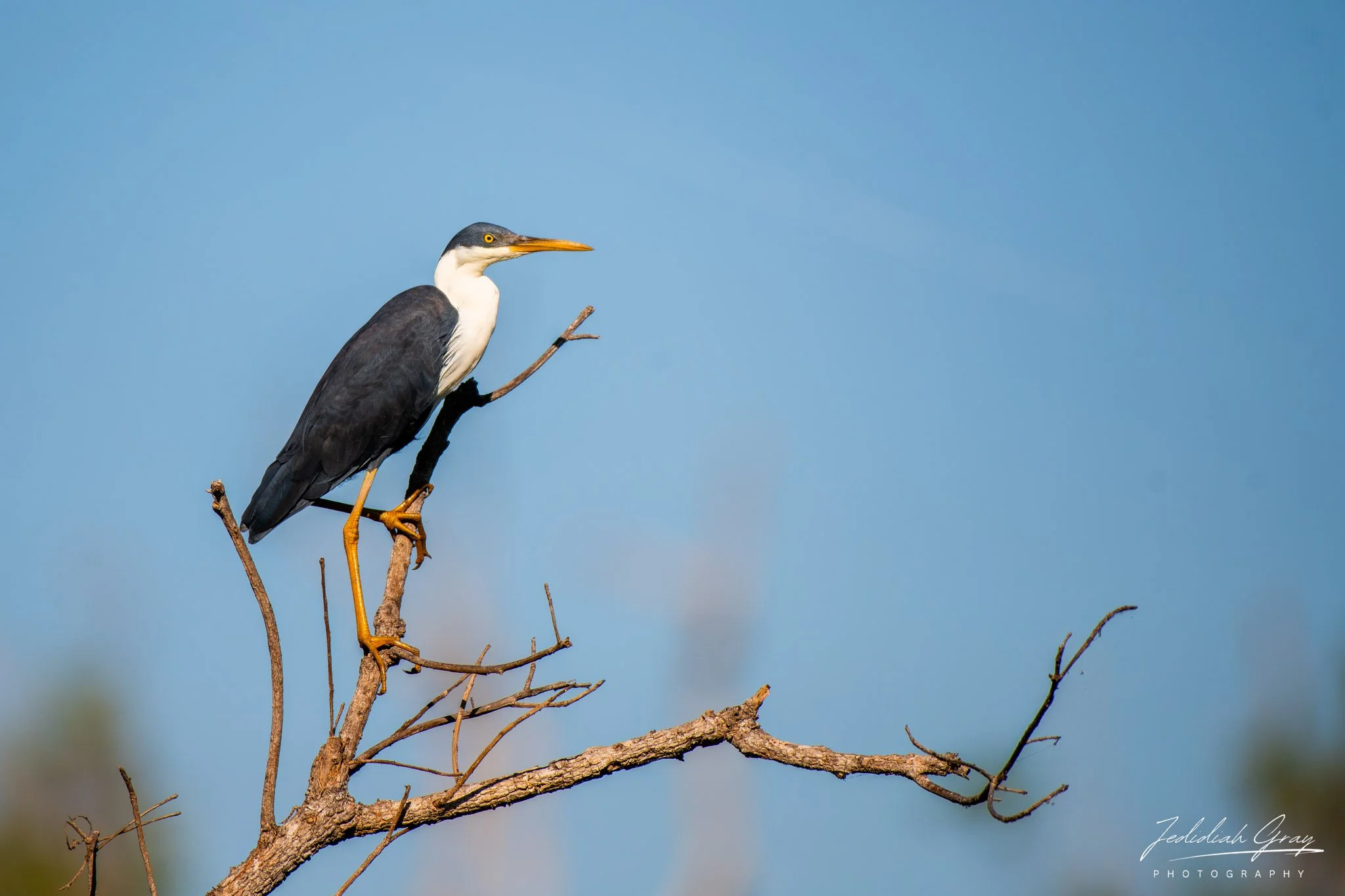 Pied Heron, Northern Territory, Australia