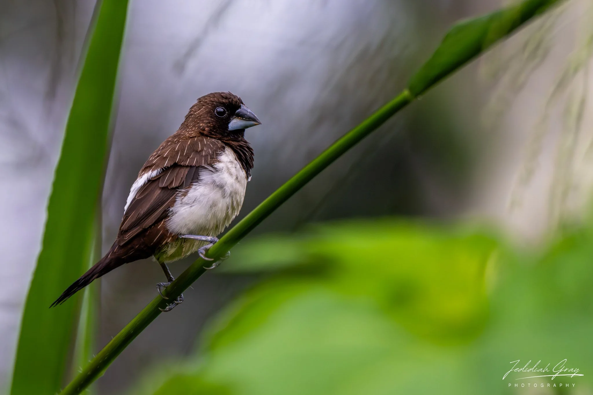 DSC_2624.jpg