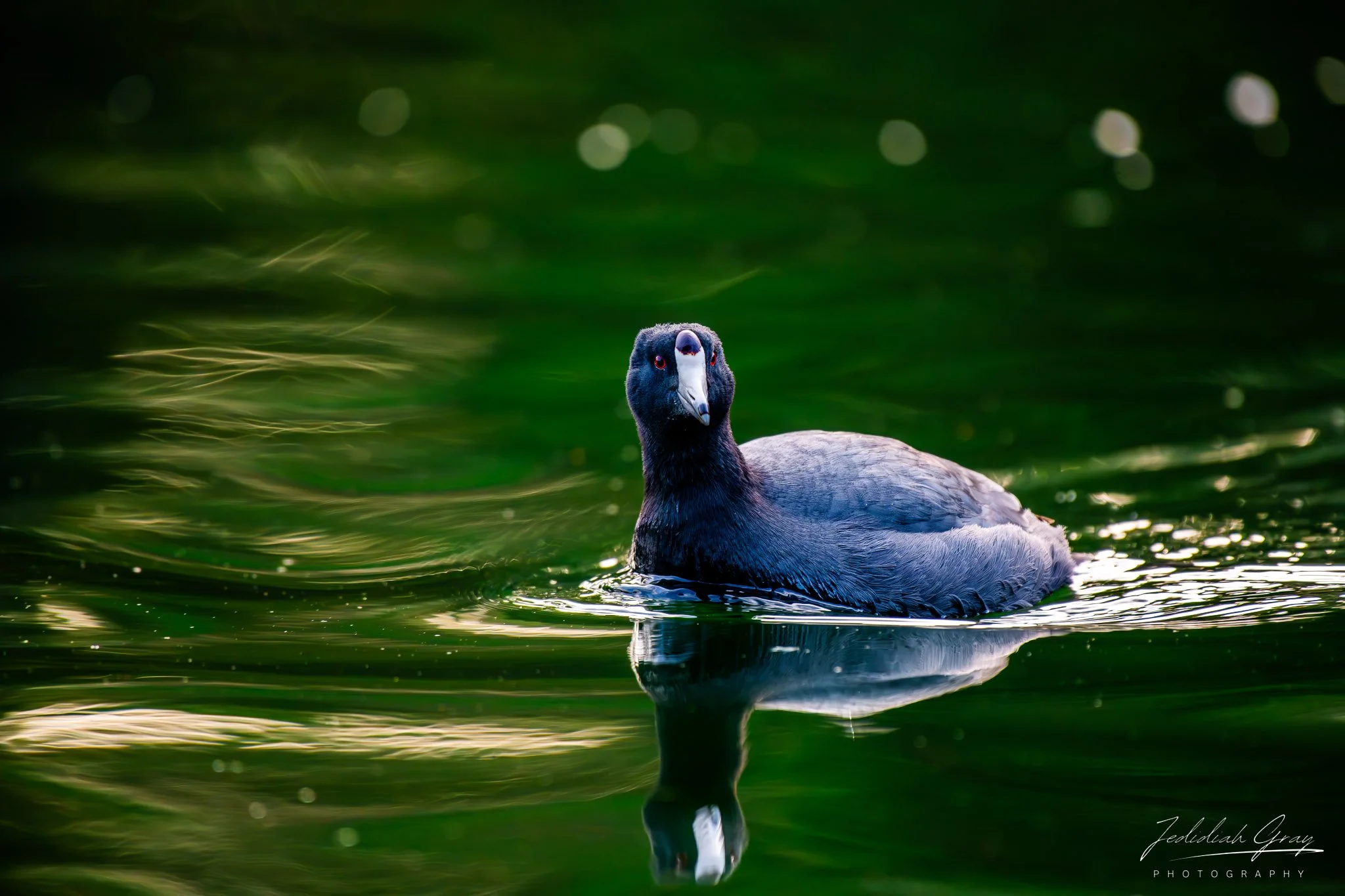 jedidiah-gray_california-american-coot_01.jpg