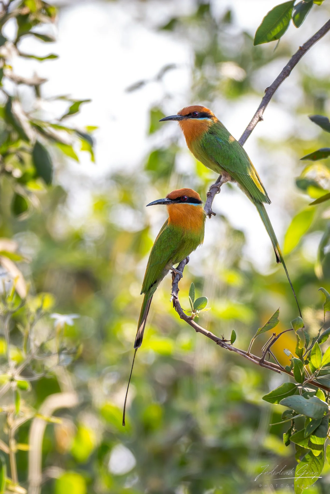 jedidiah-gray_zambia-böhm's-bee-eaters_01.jpg