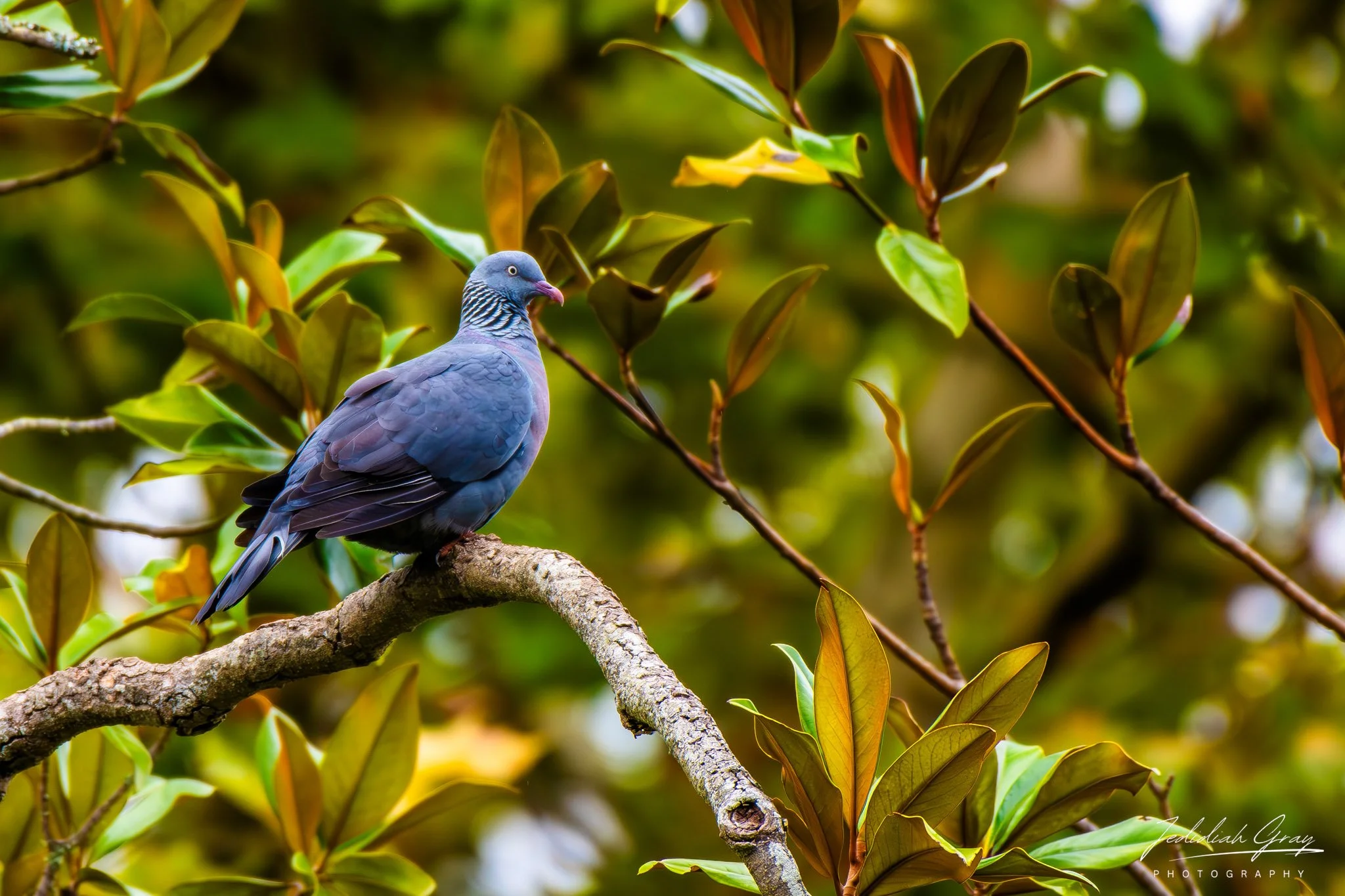 Trocaz Pigeon, Madeira, Portugal