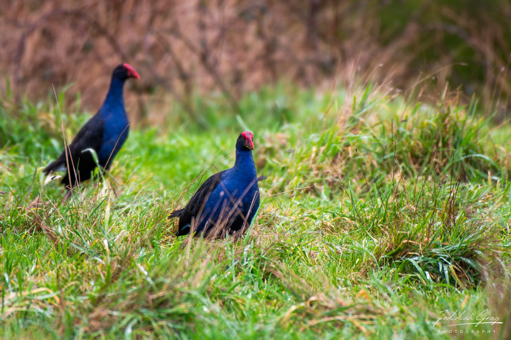Australasian Swamphen, Victoria, Australia