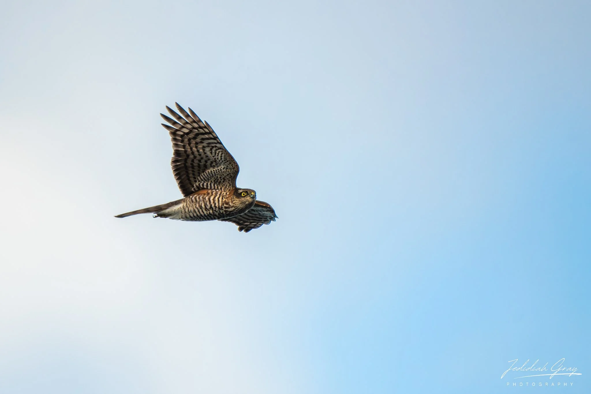 Eurasian Sparrowhawk, Madeira, Portugal