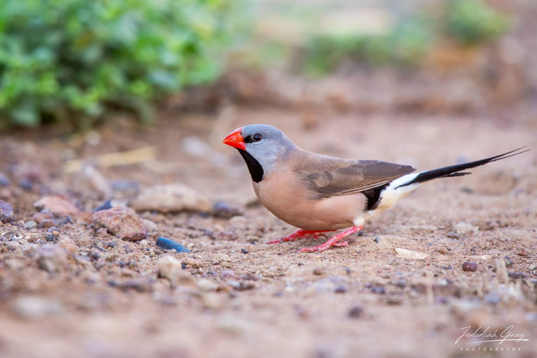 Long-tailed Finch, Northern Territory, Australia