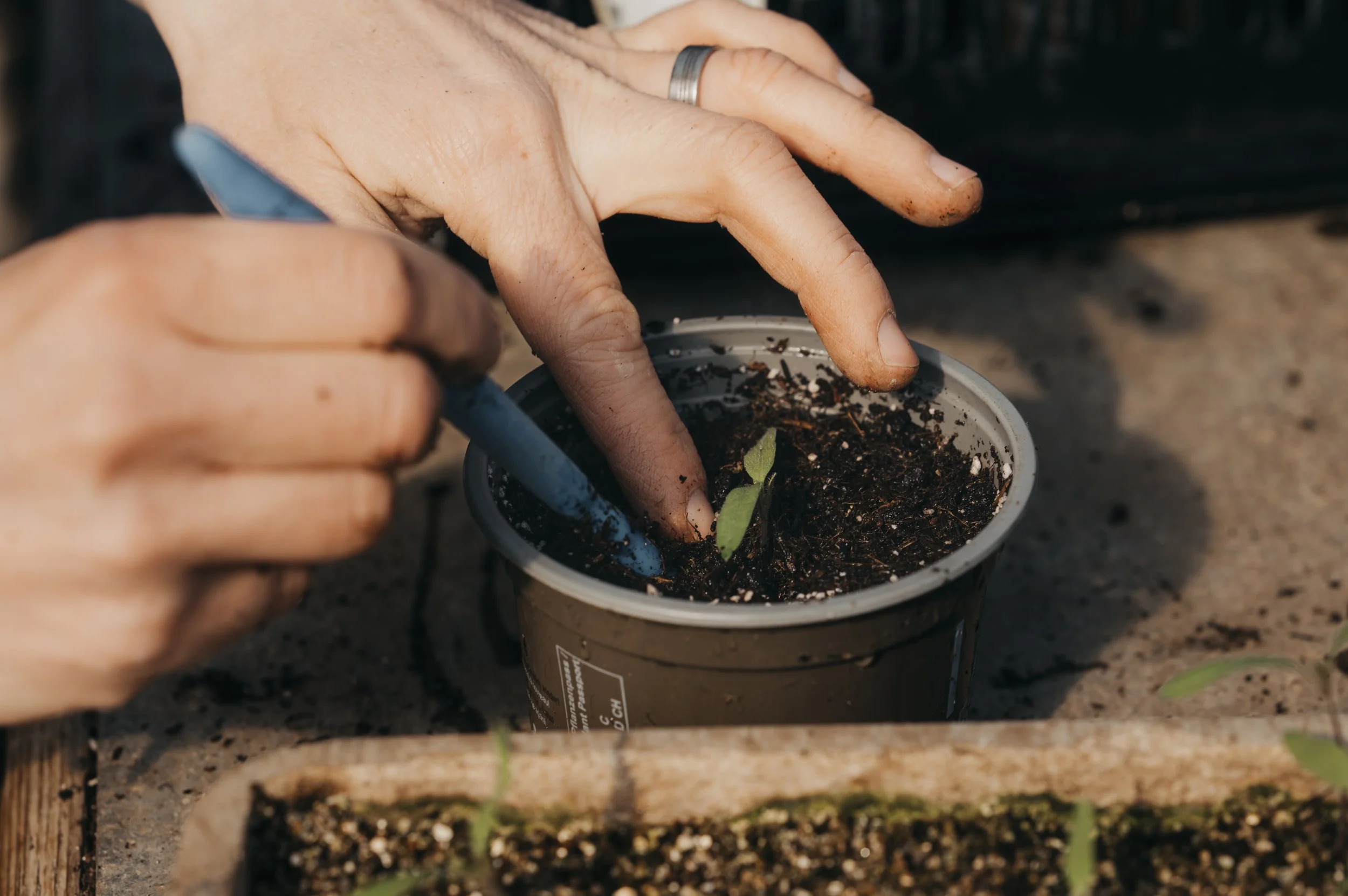 Hand pflanzt eine kleine grüne Pflanze in einen grauen Blumentopf mit dunkler Erde, während andere Pflanzen im Vordergrund zu sehen sind.