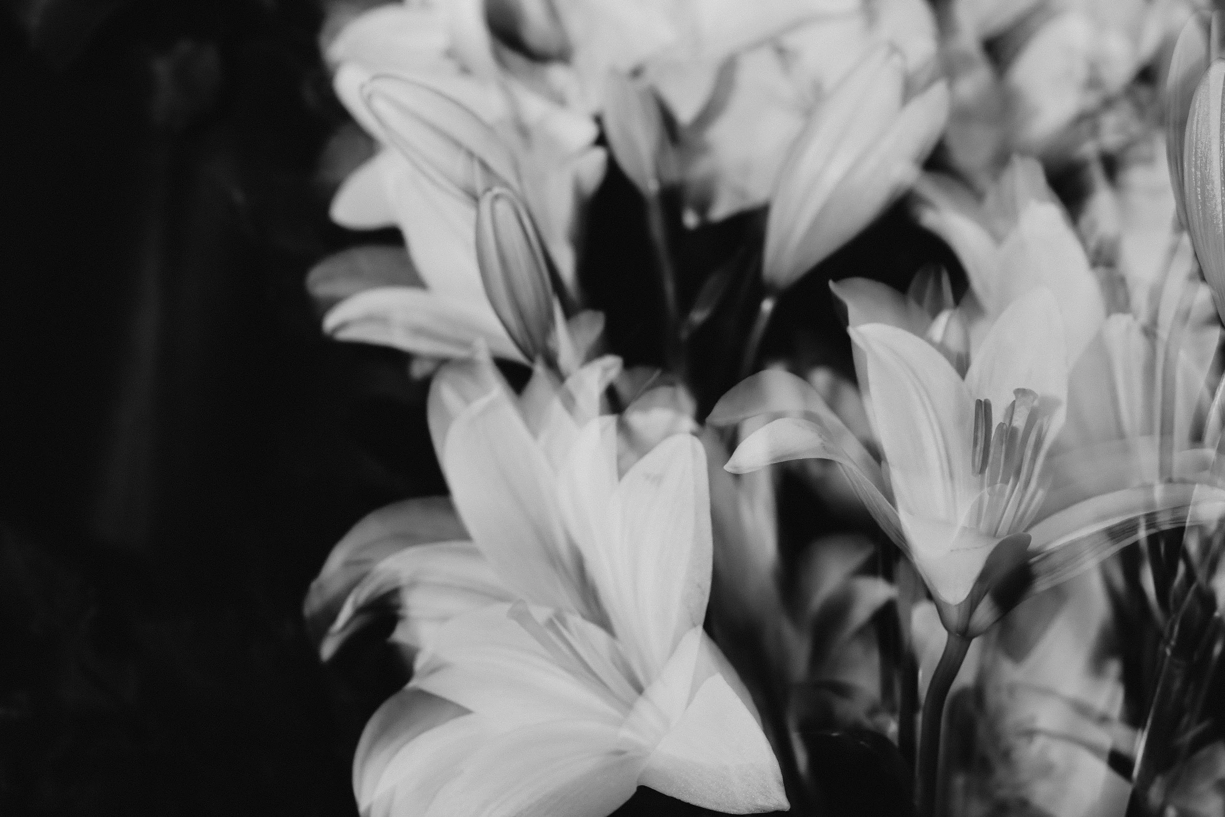 Schwarz-weiße Nahaufnahme von Blumen, hauptsächlich Lilien mit geschlossenen und offenen Blüten.