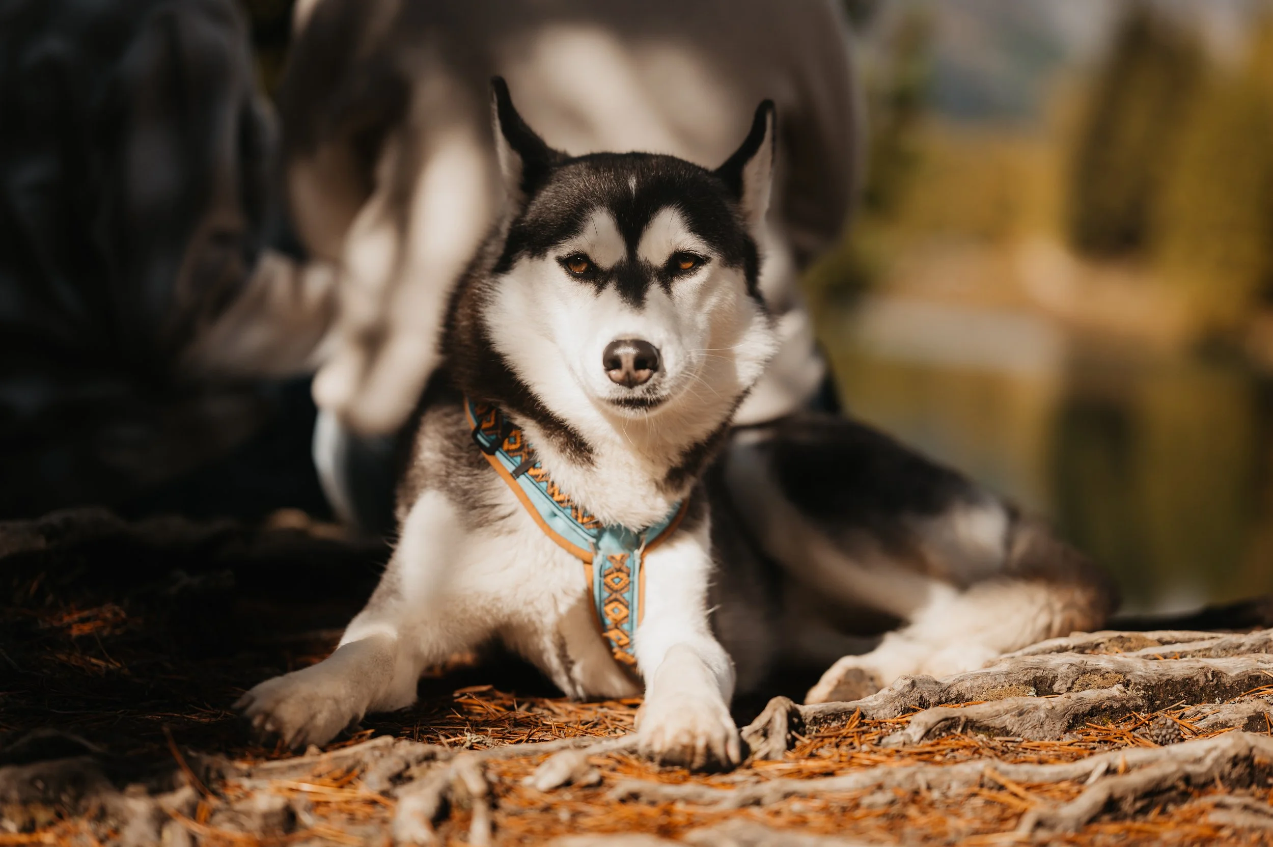 	

Fotoshooting Bergün