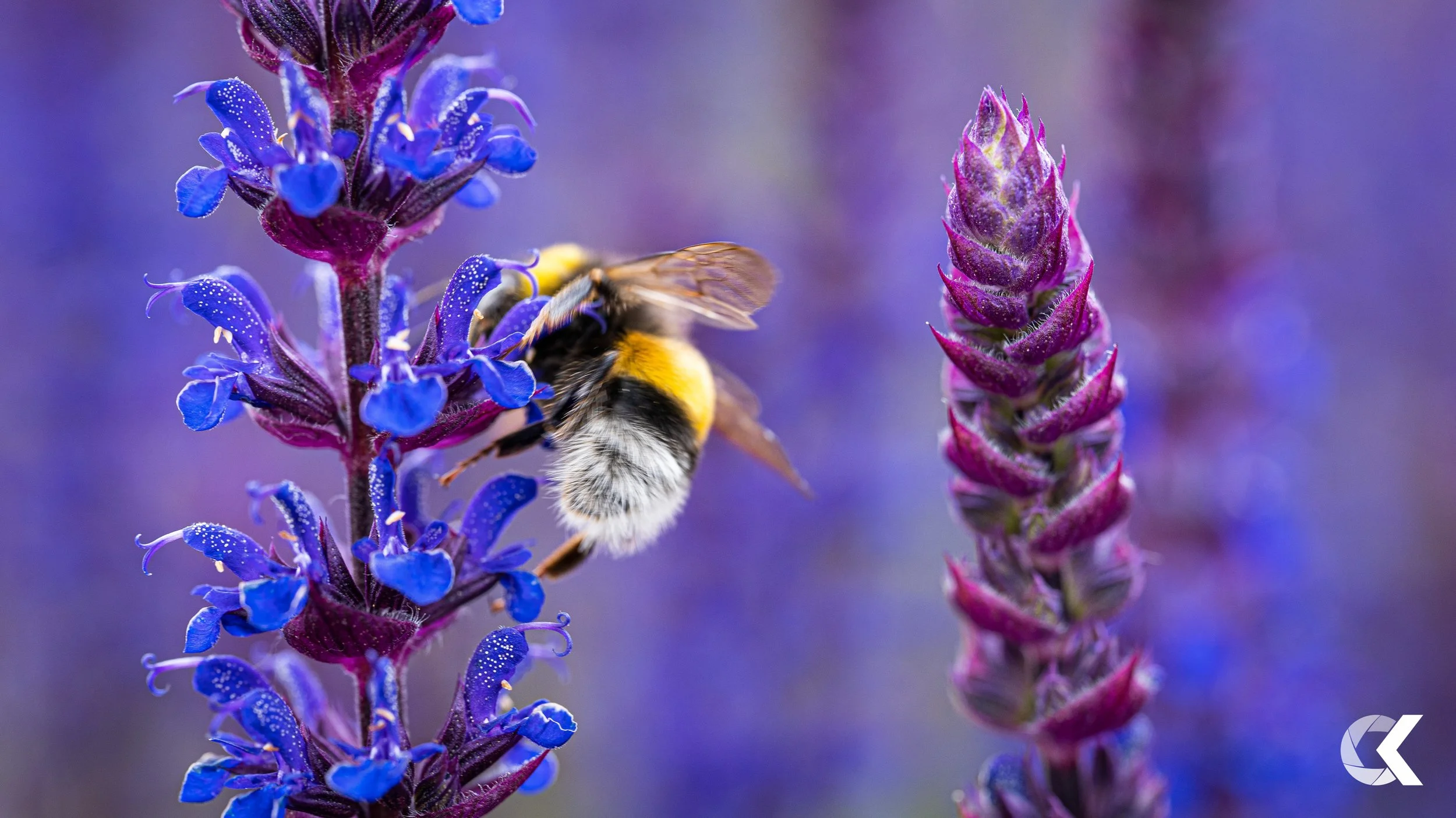 Close-up of a bee collecting nectar from vibrant purple and blue flowers, with a blurred background.