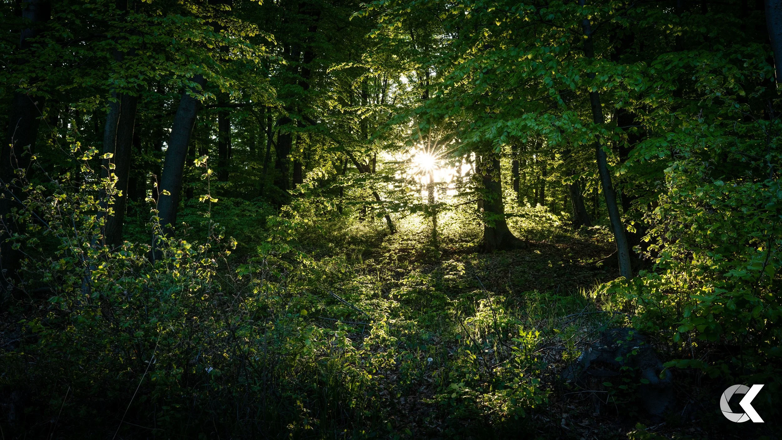 Sunlight shining through a dense green forest, illuminating the underbrush and trees.