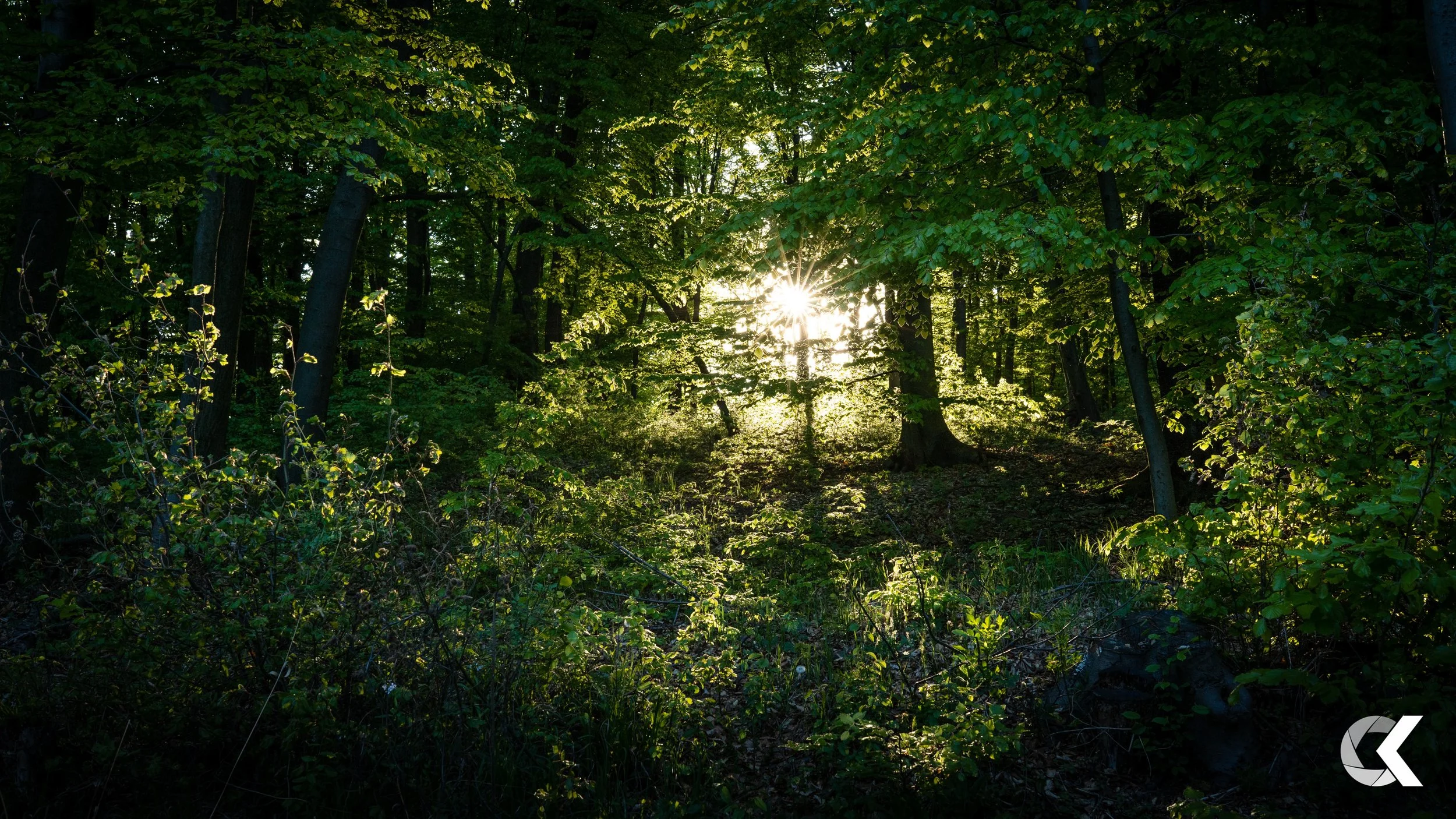 Sunlight shining through a dense green forest with tall trees and leafy foliage.